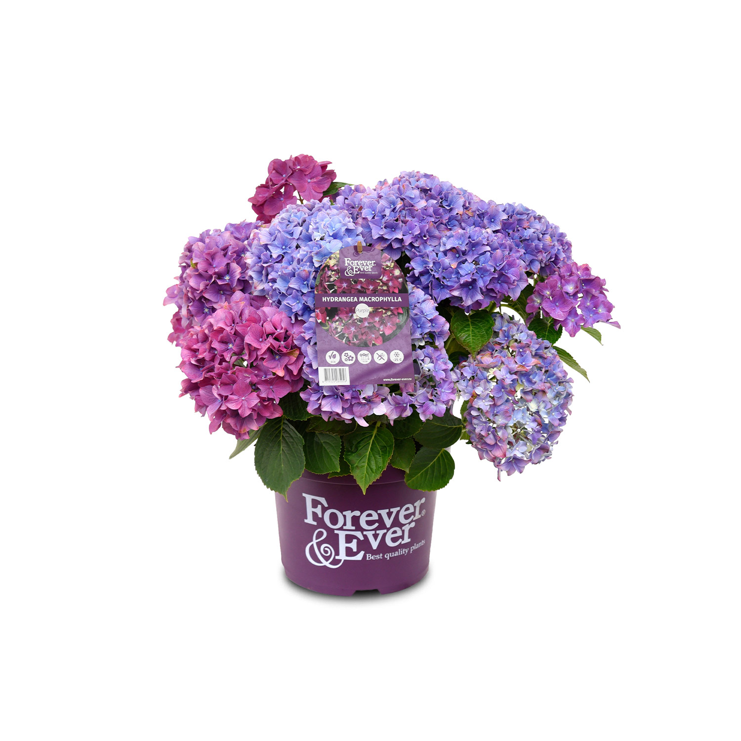 Ballhortensie 'Forever & Ever® Purple'
