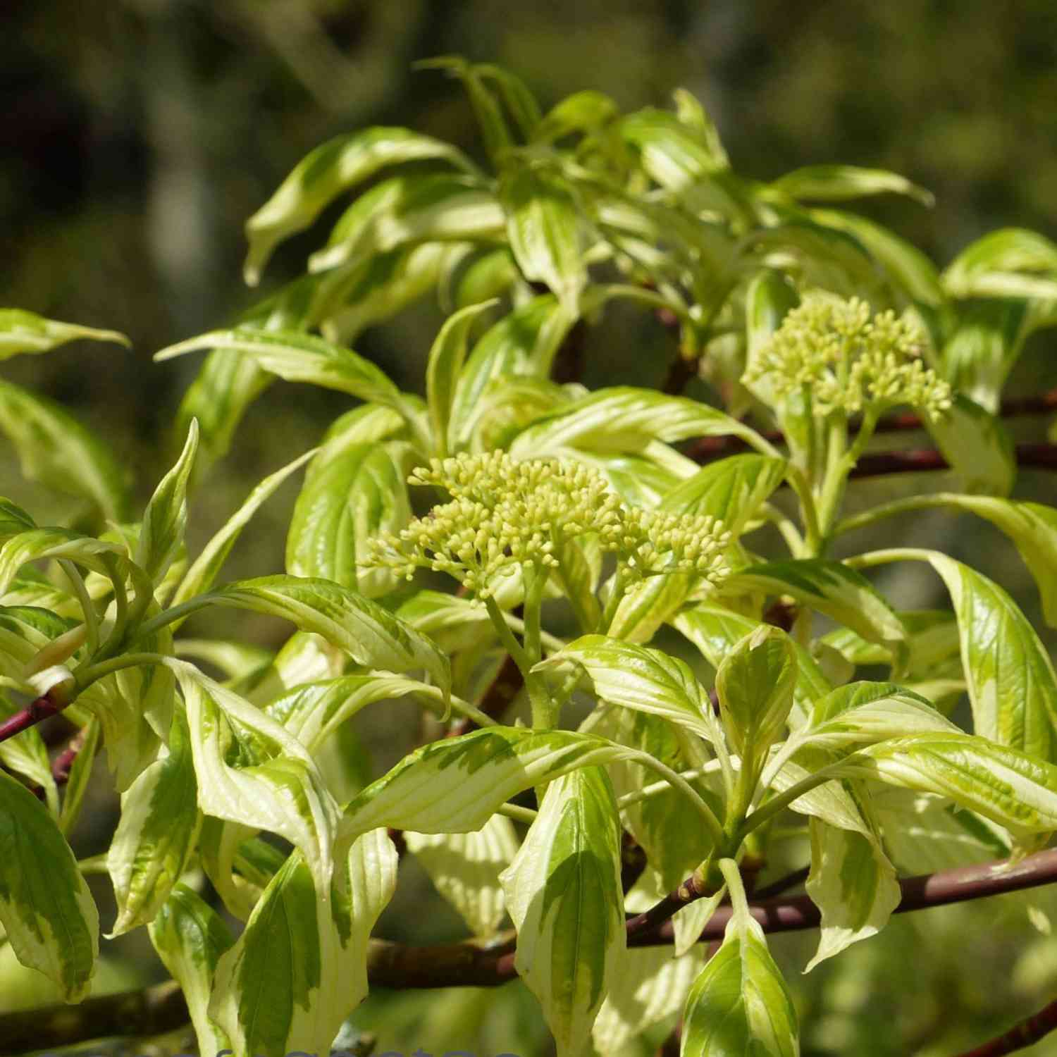 Hoher Weißbunter Pagoden- Hartriegel 'Variegata'