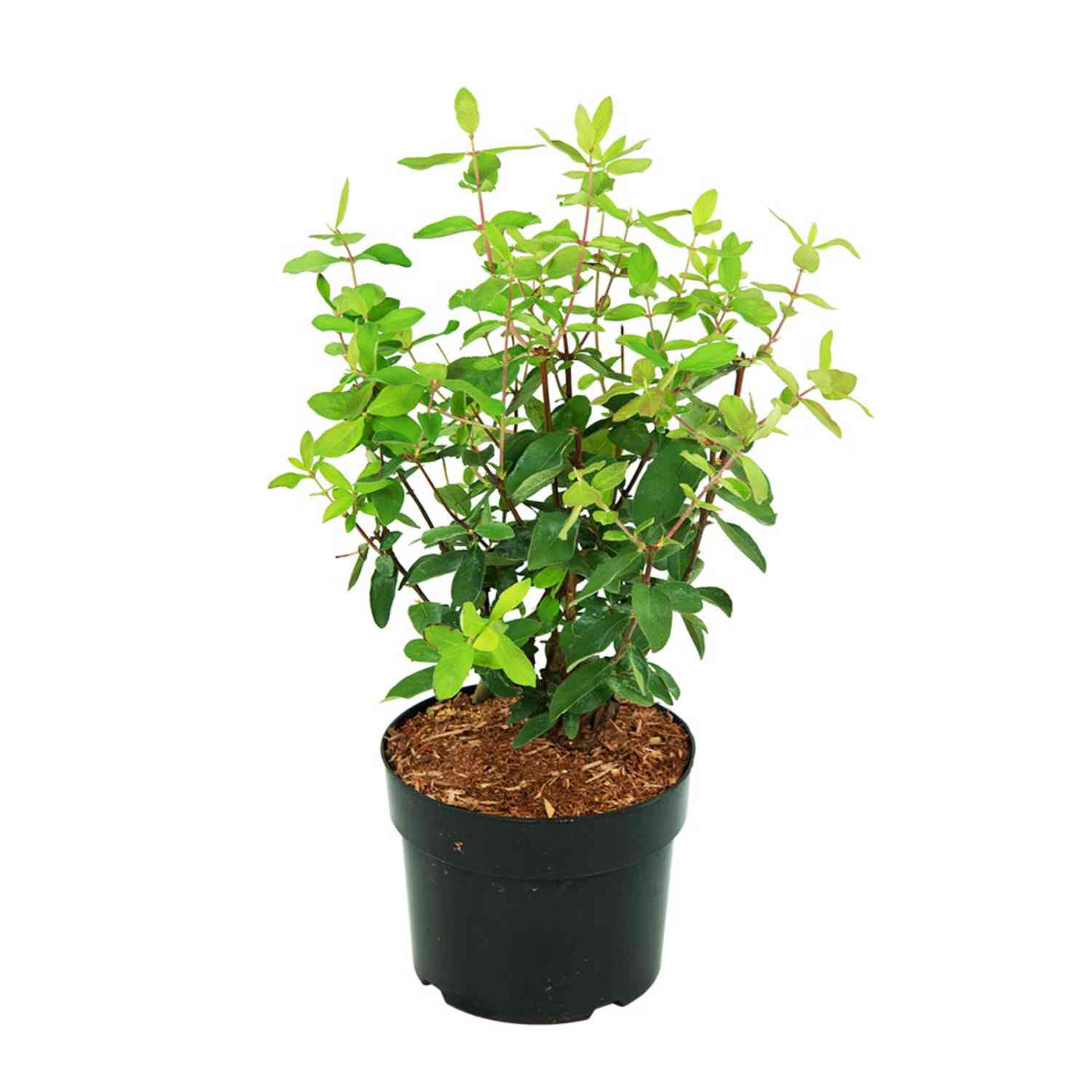 Sibirische Blaubeere 'MyBerry® Sweet' - Honigbeere