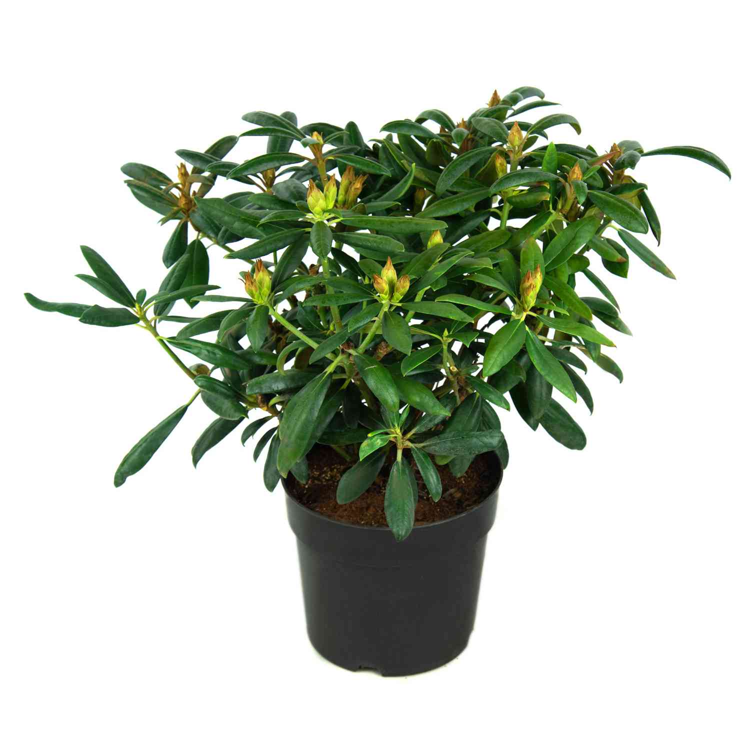 Ball-Rhododendron 'Kalinka'