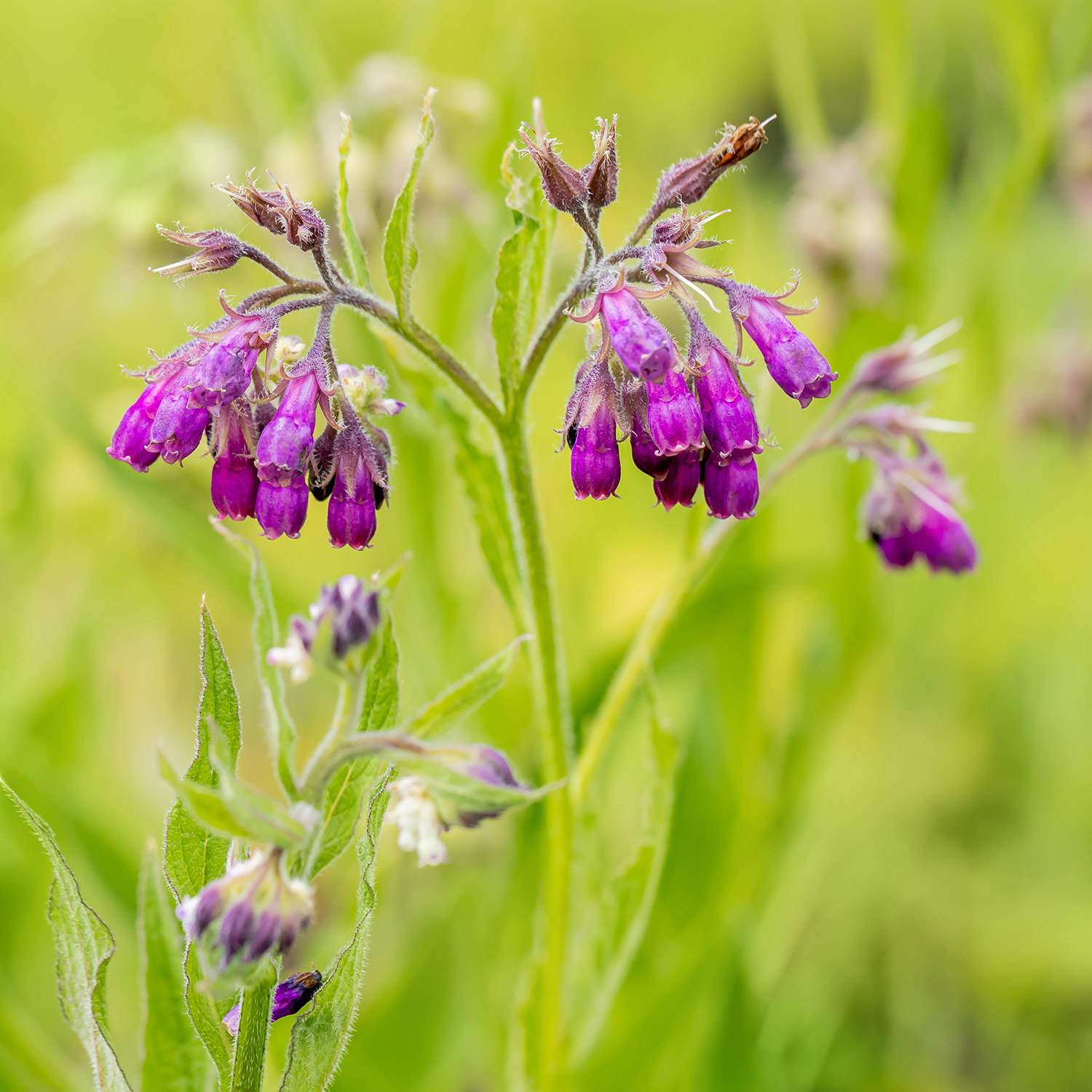 Echter Beinwell  - Wilder Comfrey Lieferform: Im 9 cm Topf