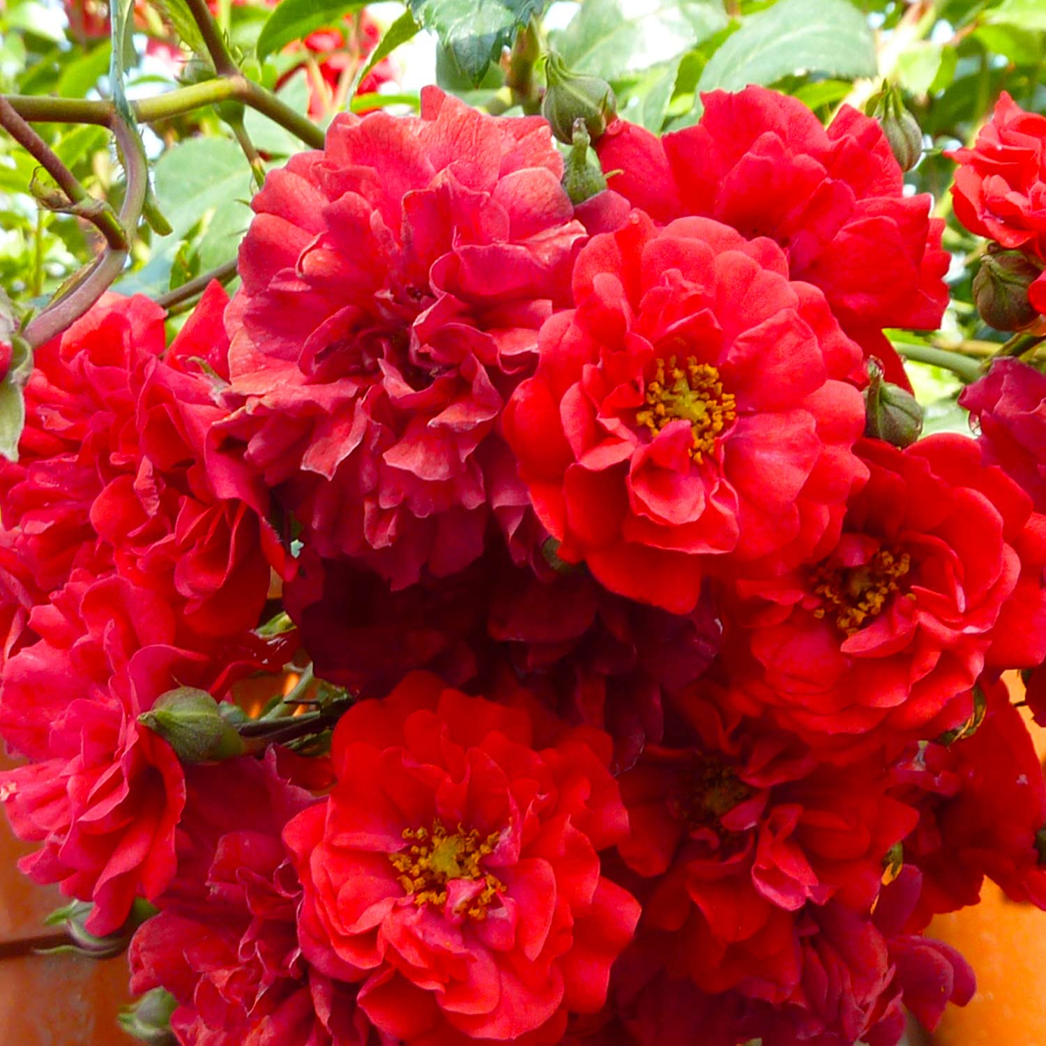 Bodendeckerrose 'Fairy Dance®', 3 - 5 Liter, 3 starke Triebe, A-Qualität Liefergröße: 3 starke Triebe, A-Qualität
