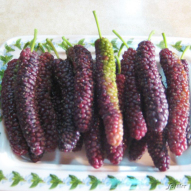 Weiße Maulbeere 'Giant Fruit®' Liefergröße: 40 - 60 cm