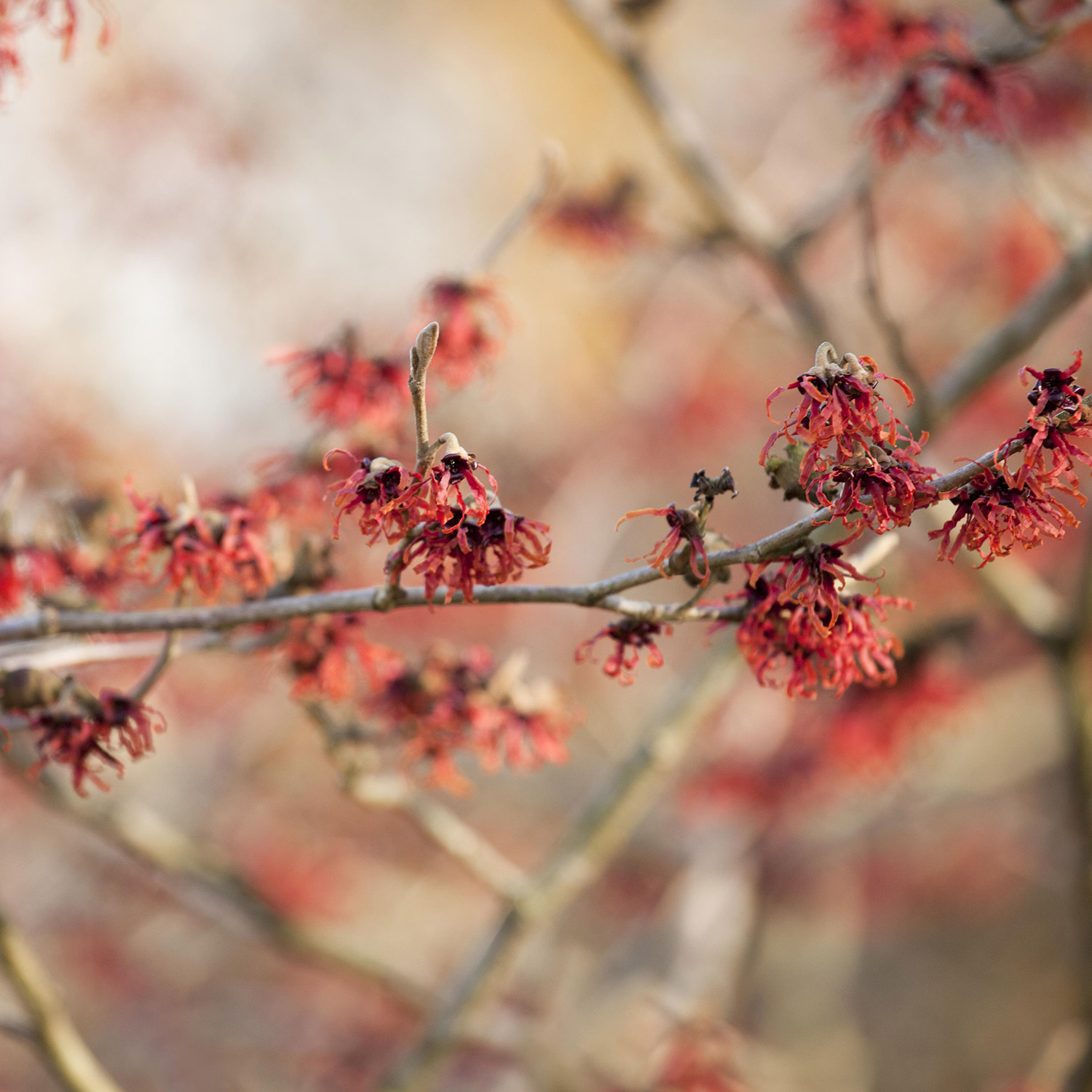 Zaubernuss 'Feuerzauber' Zaubernuss 'Feuerzauber'