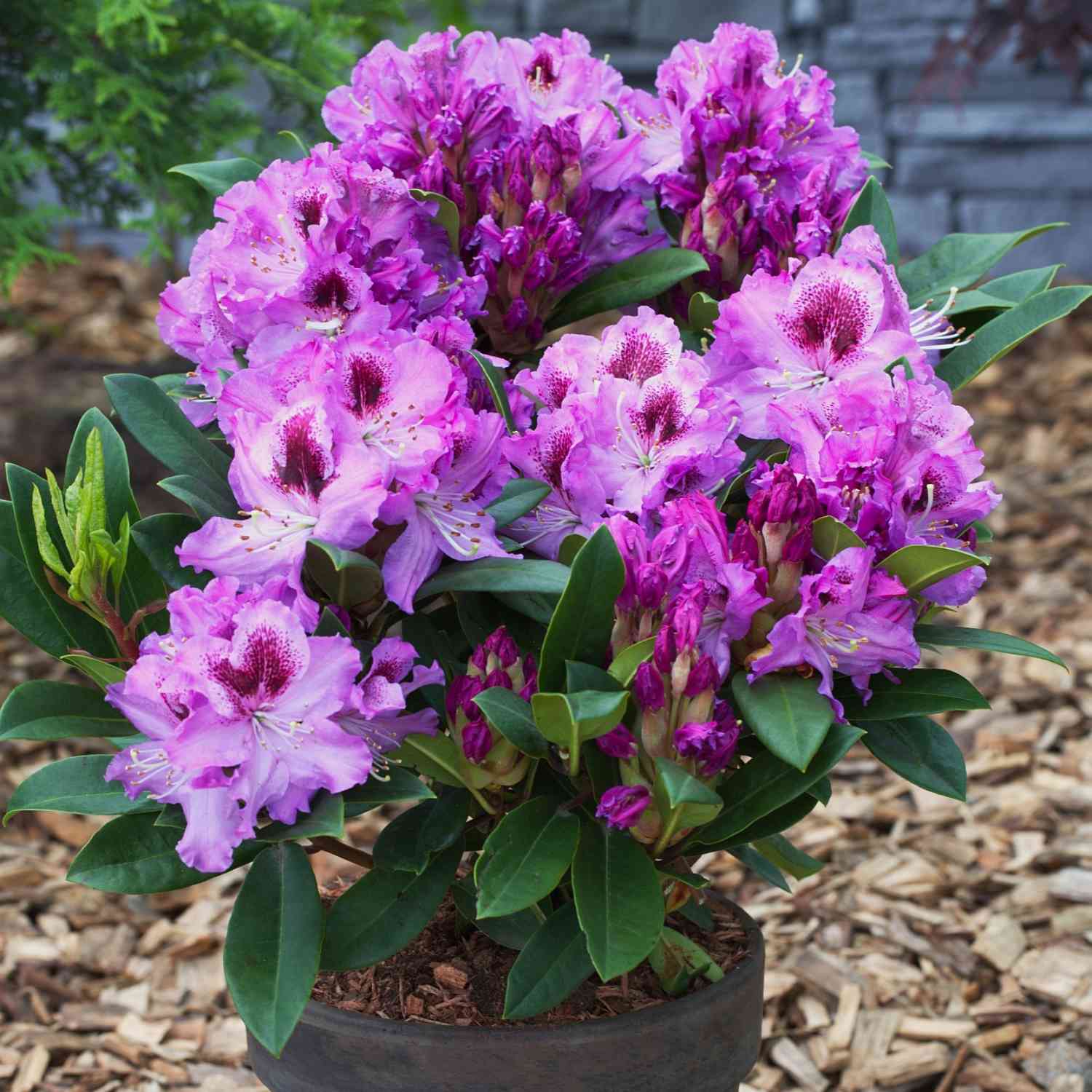 Rhododendron 'Pfauenauge'®