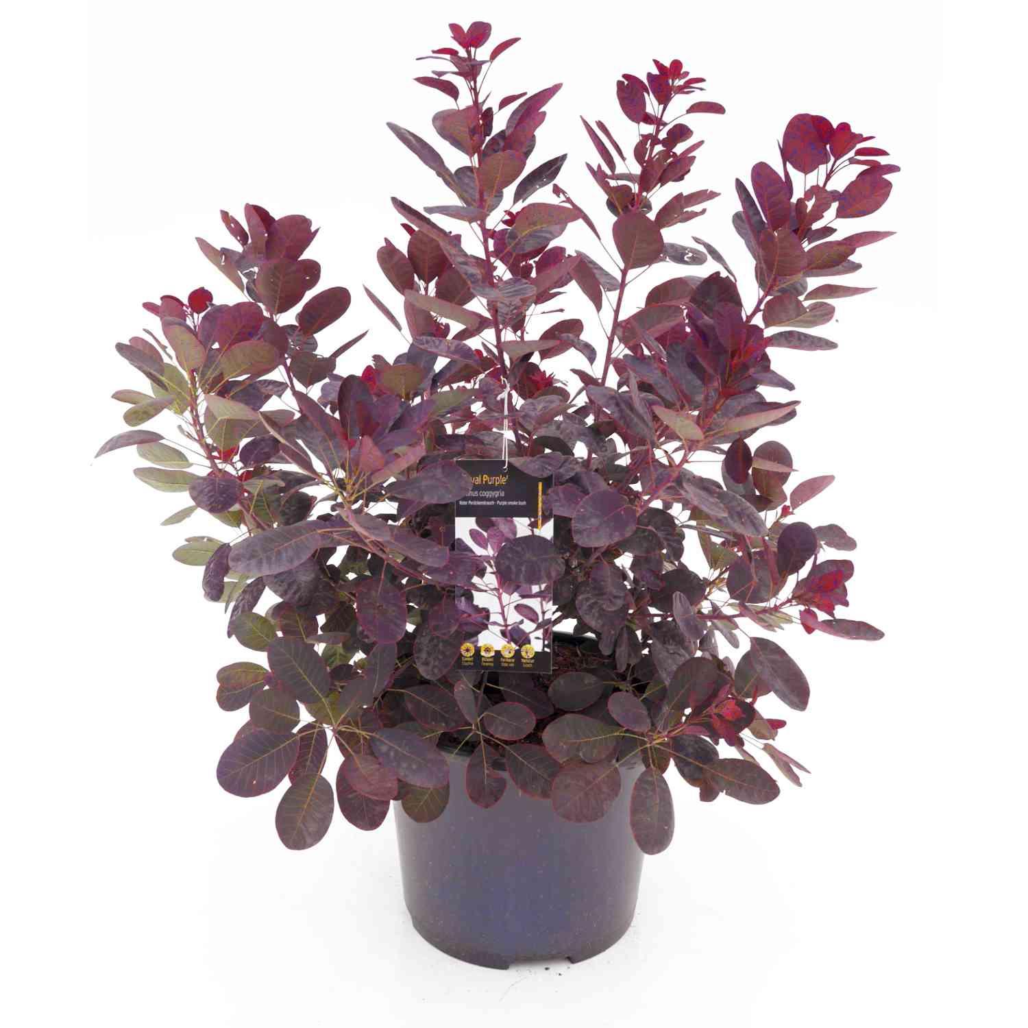Perückenstrauch 'Royal Purple'