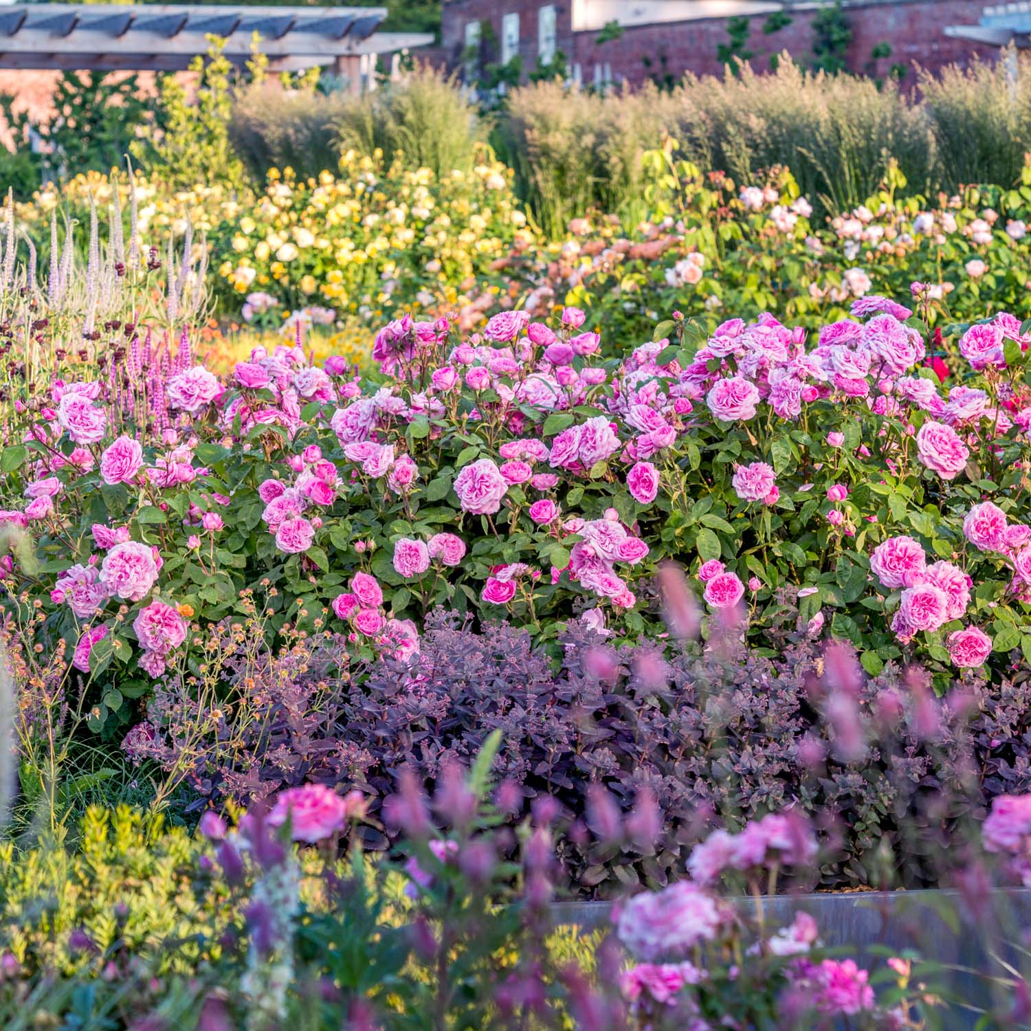 David Austin-Rose 'Gertrude Jekyll®' - AGM-Rose