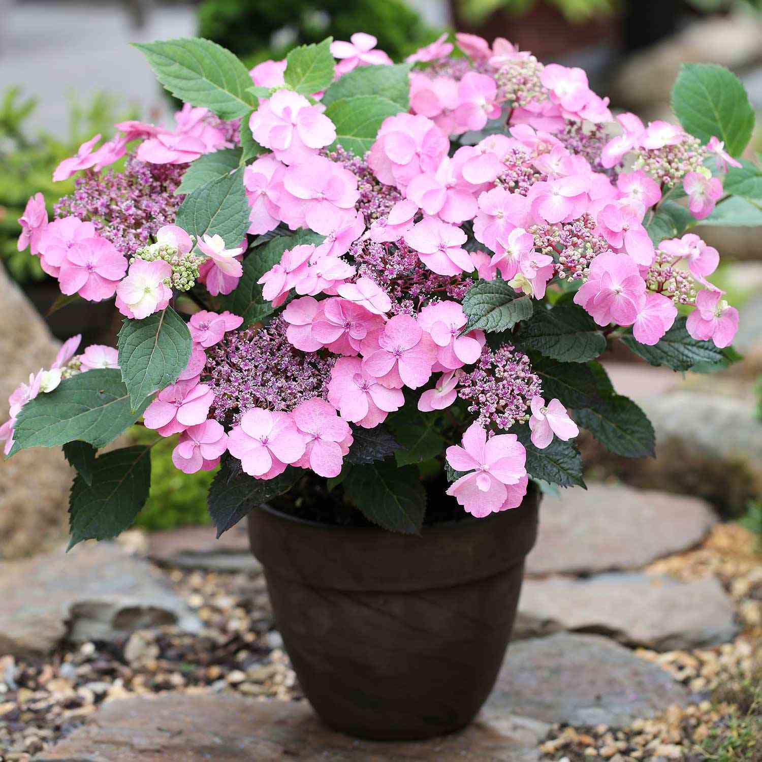 Tellerhortensie 'Cotton Candy'