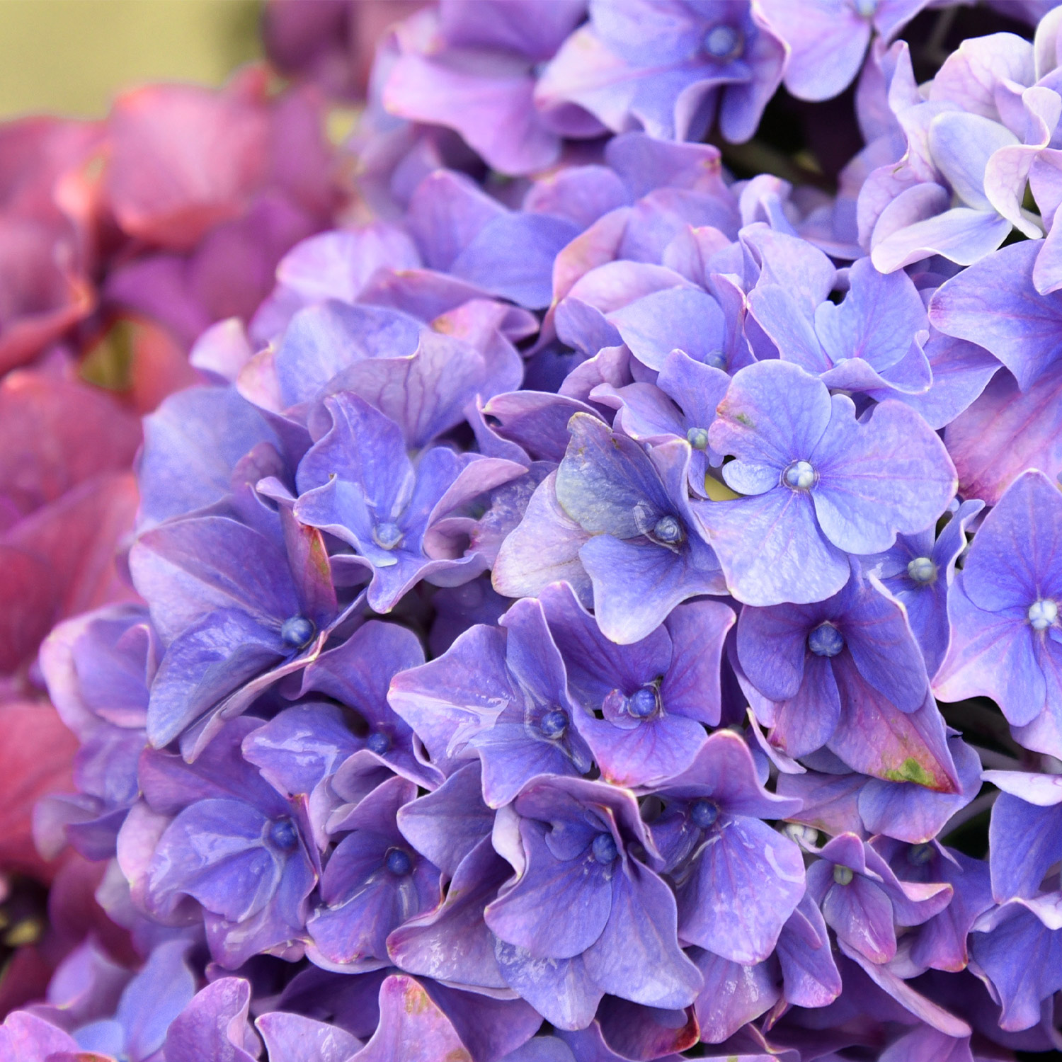 Ballhortensie 'Forever & Ever® Purple'