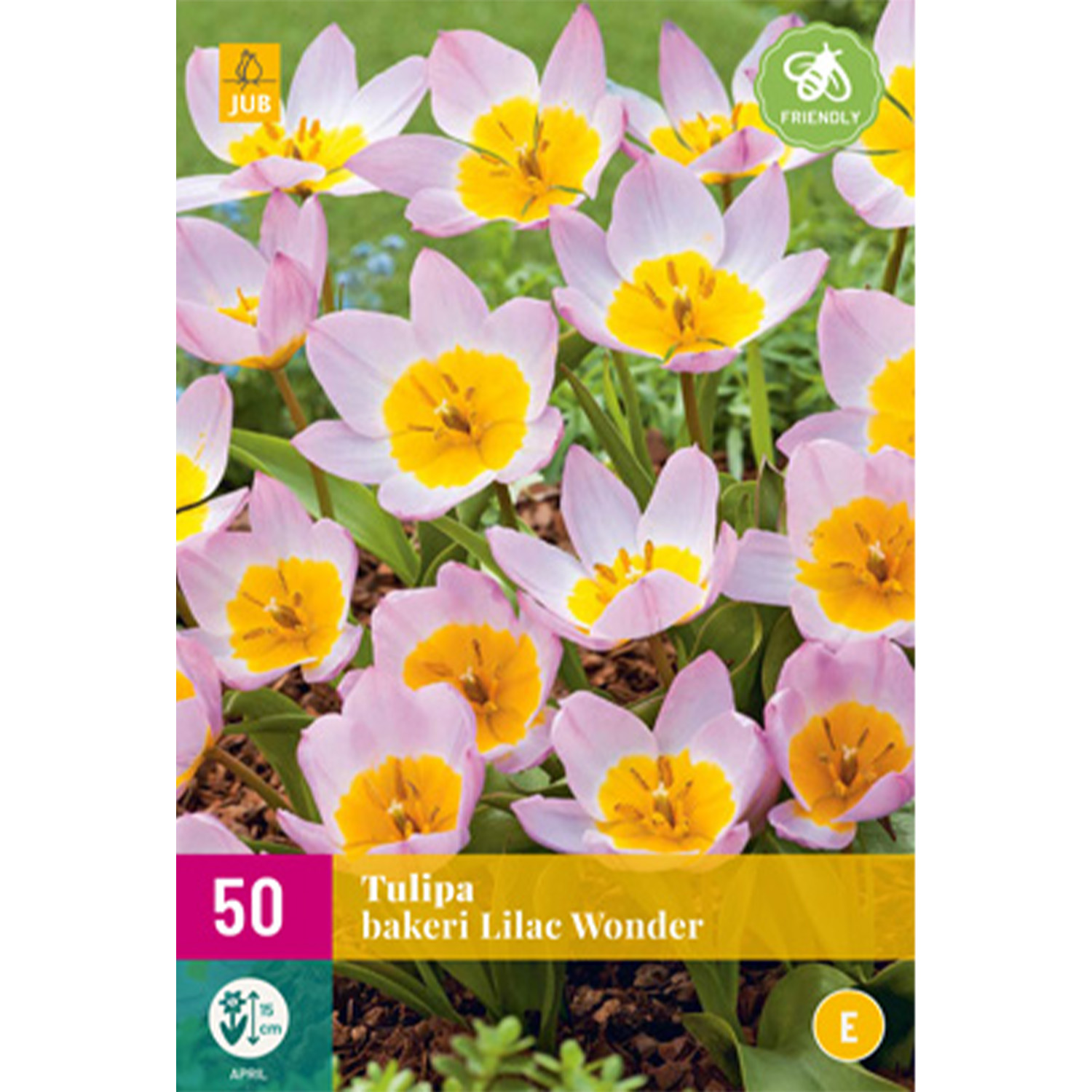 Wildtulpe 'Lilac Wonder'- 50 Stück Liefergröße: 50 Stück