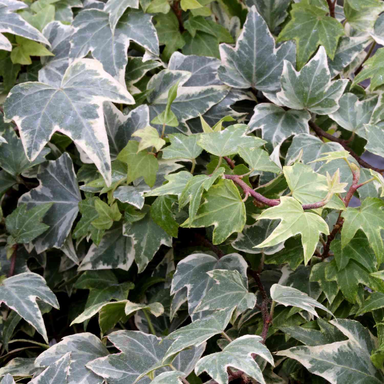 Weißbunter Efeu 'Little Diamond'