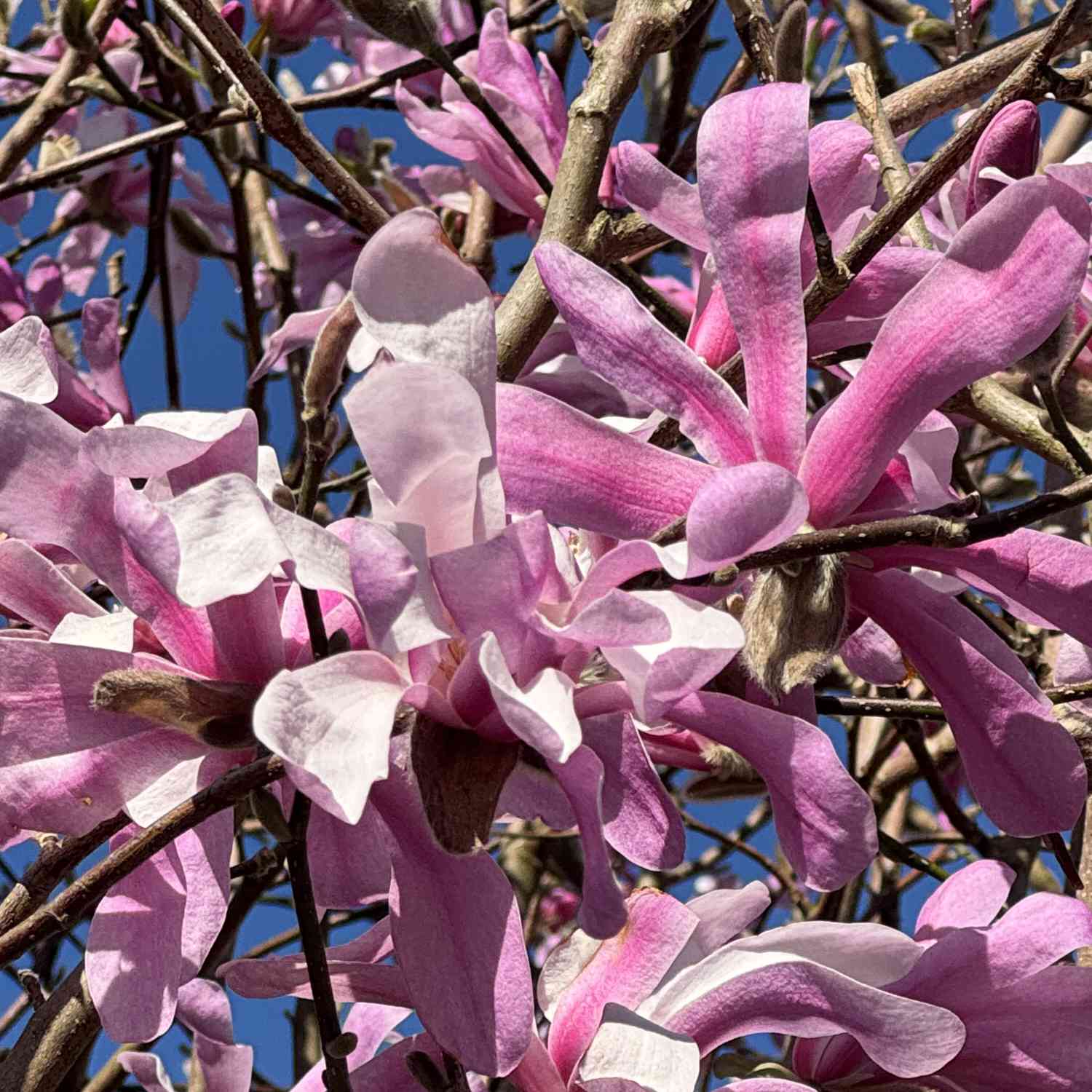 Sternmagnolie 'George Henry Kern'