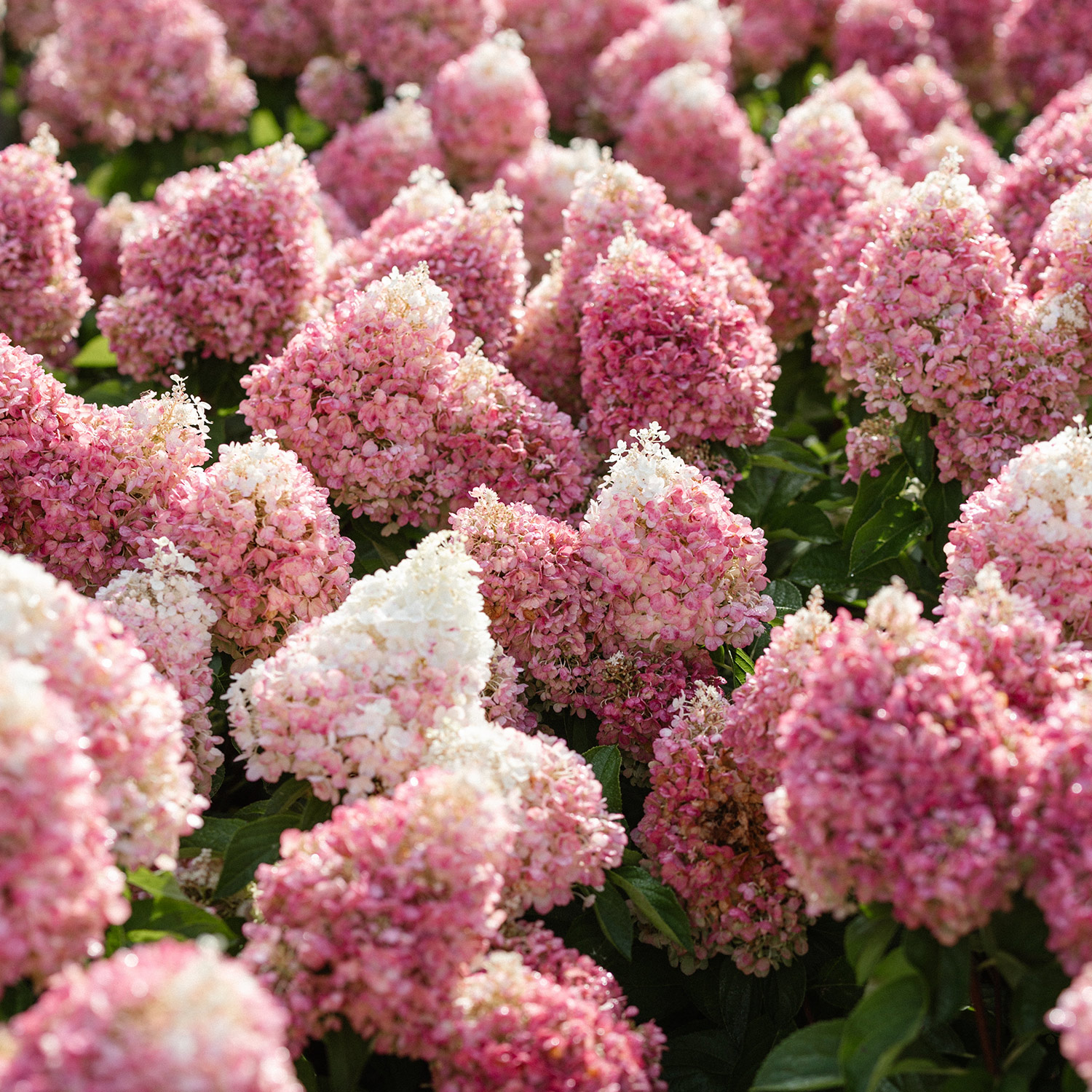 Kategorie <b>Blütensträucher und Ziergehölze </b> - Zwerg-Rispenhortensie 'Living Pinky Promise®' Liefergröße: 30 - 40 cm - Hydrangea paniculata 'Living Pinky Promise®'