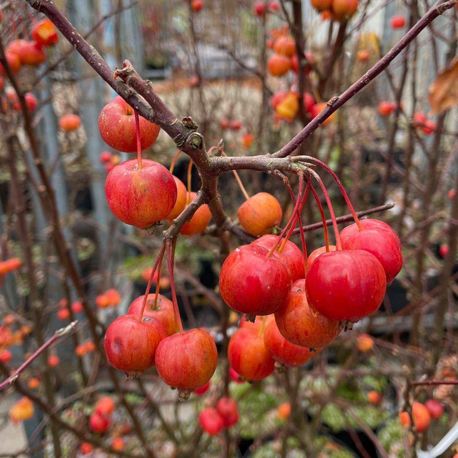 Zierapfel 'Evereste' Zierapfel 'Evereste'