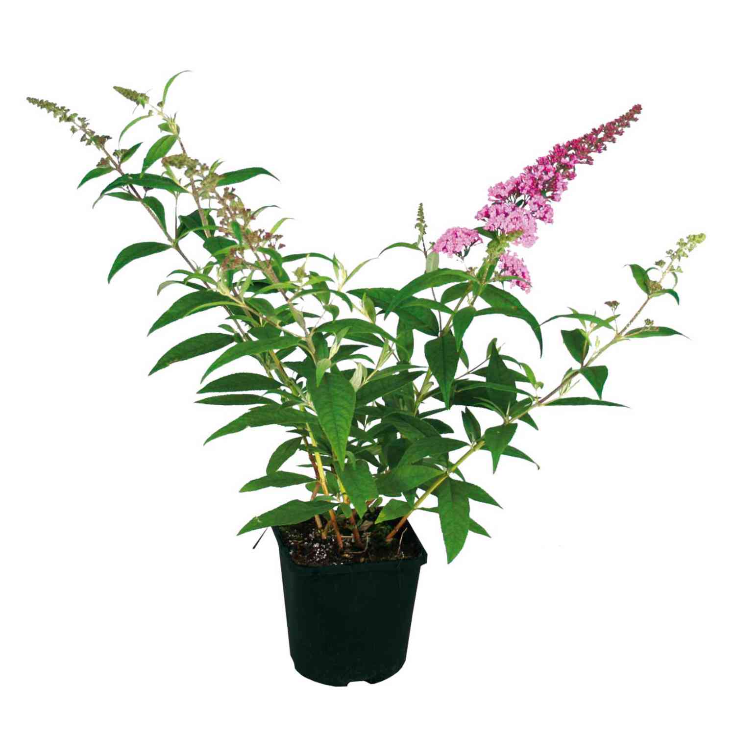 Schmetterlingsflieder 'Pink Delight'