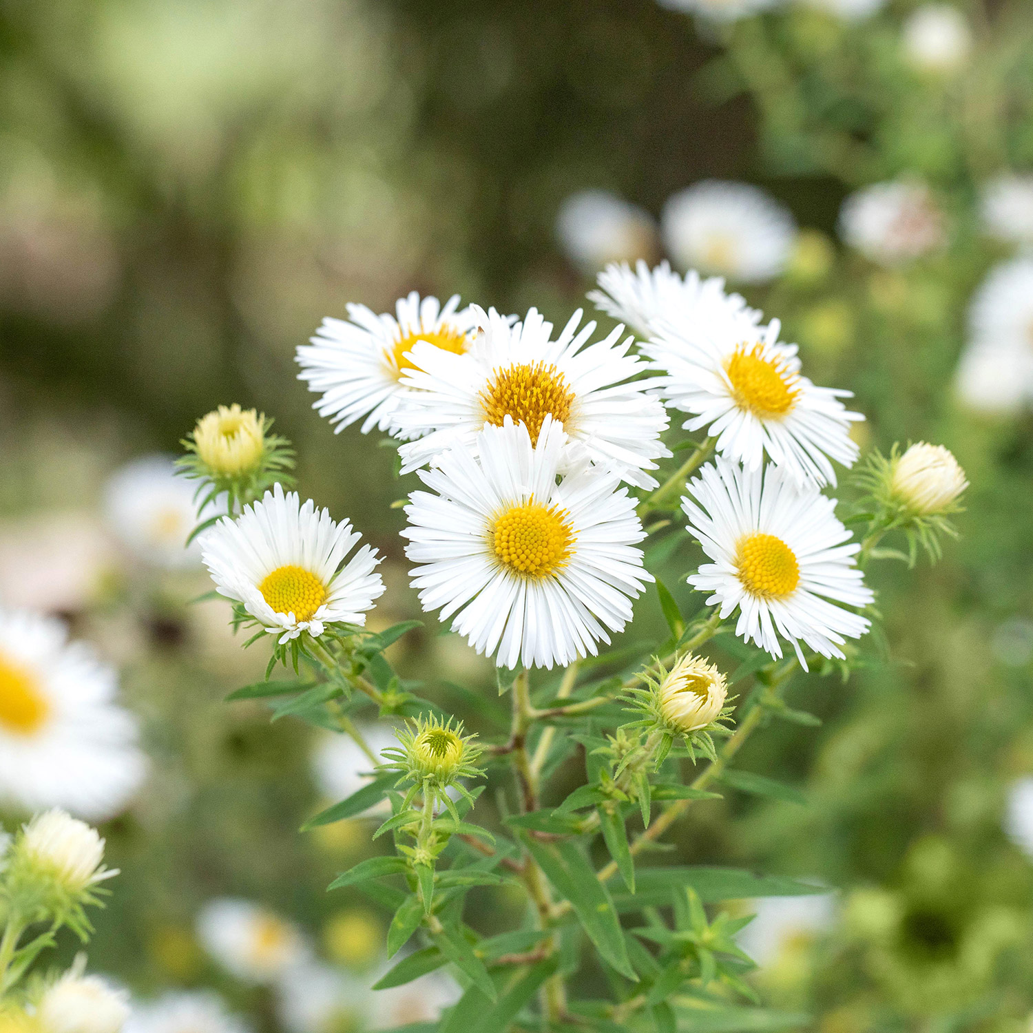 Raublatt-Aster 'Herbstschnee' Lieferform: Im 9 cm Topf