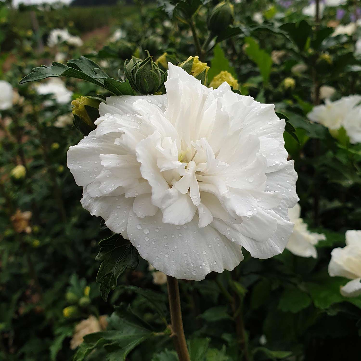Garteneibisch 'French Cabaret®' White