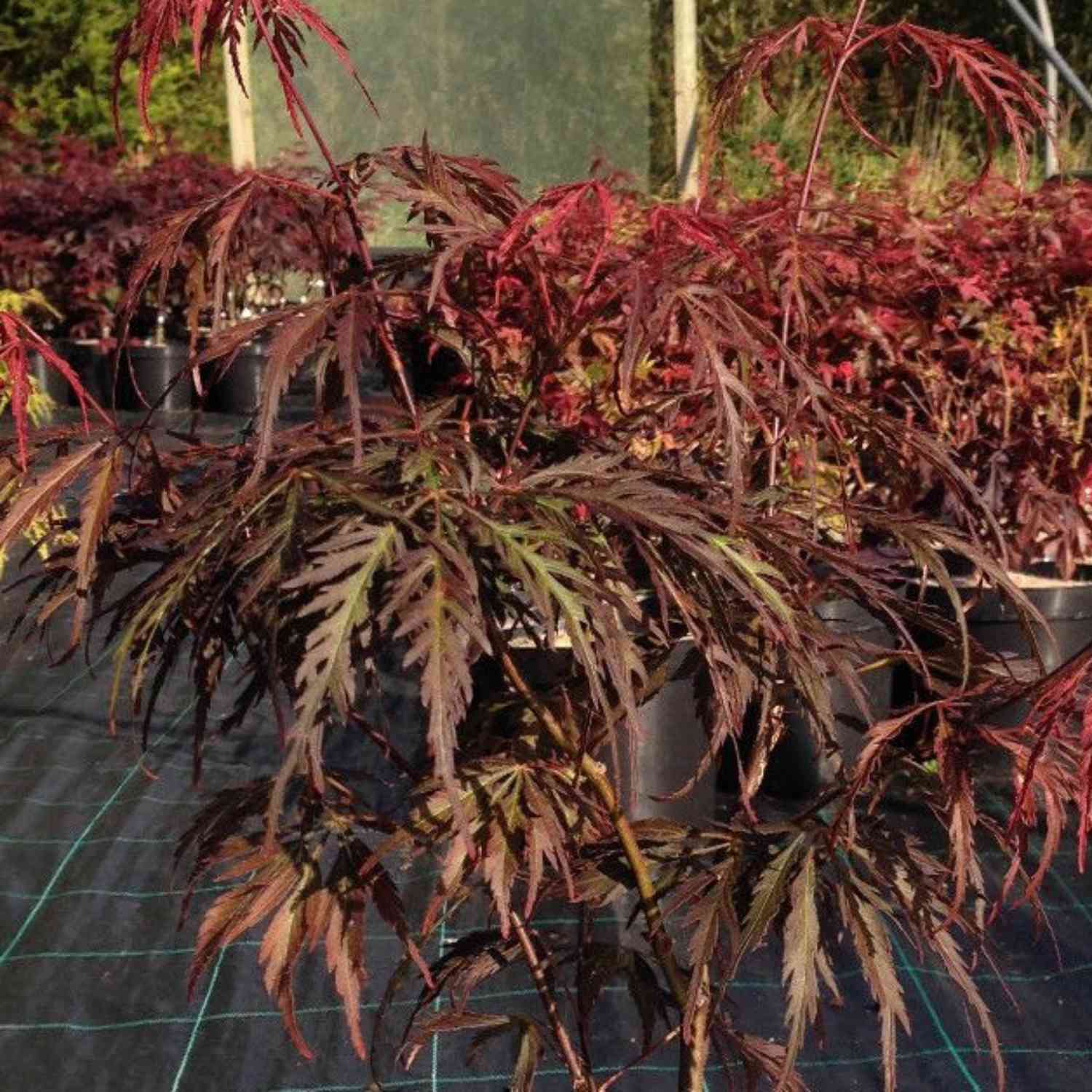 Schlitz-Ahorn 'Crimson Princess' Schlitz-Ahorn 'Crimson Princess'