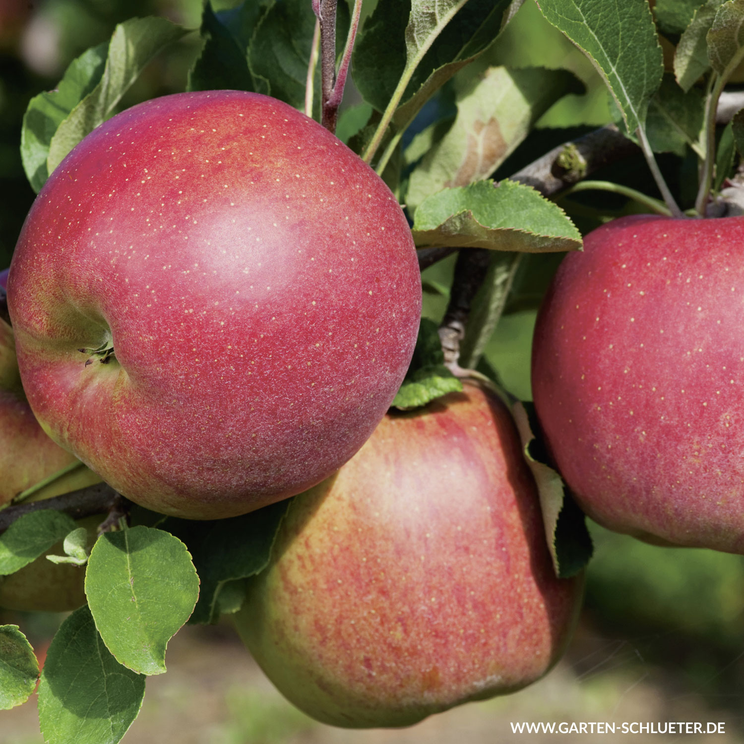 Apfel 'Melrose' Liefergröße: 120 - 160 cm, 40 - 60 cm Sth.