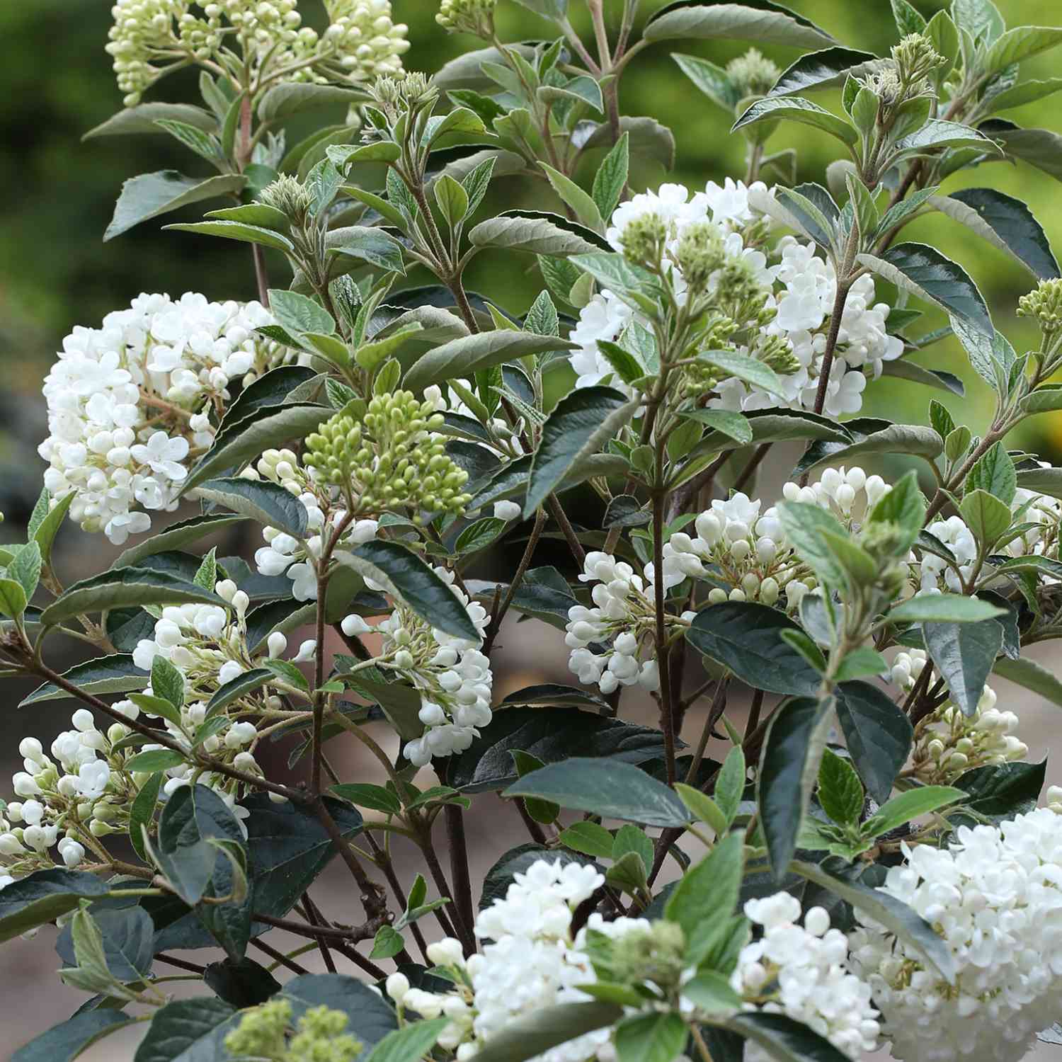 Immergrüner Schneeball 'Eskimo'