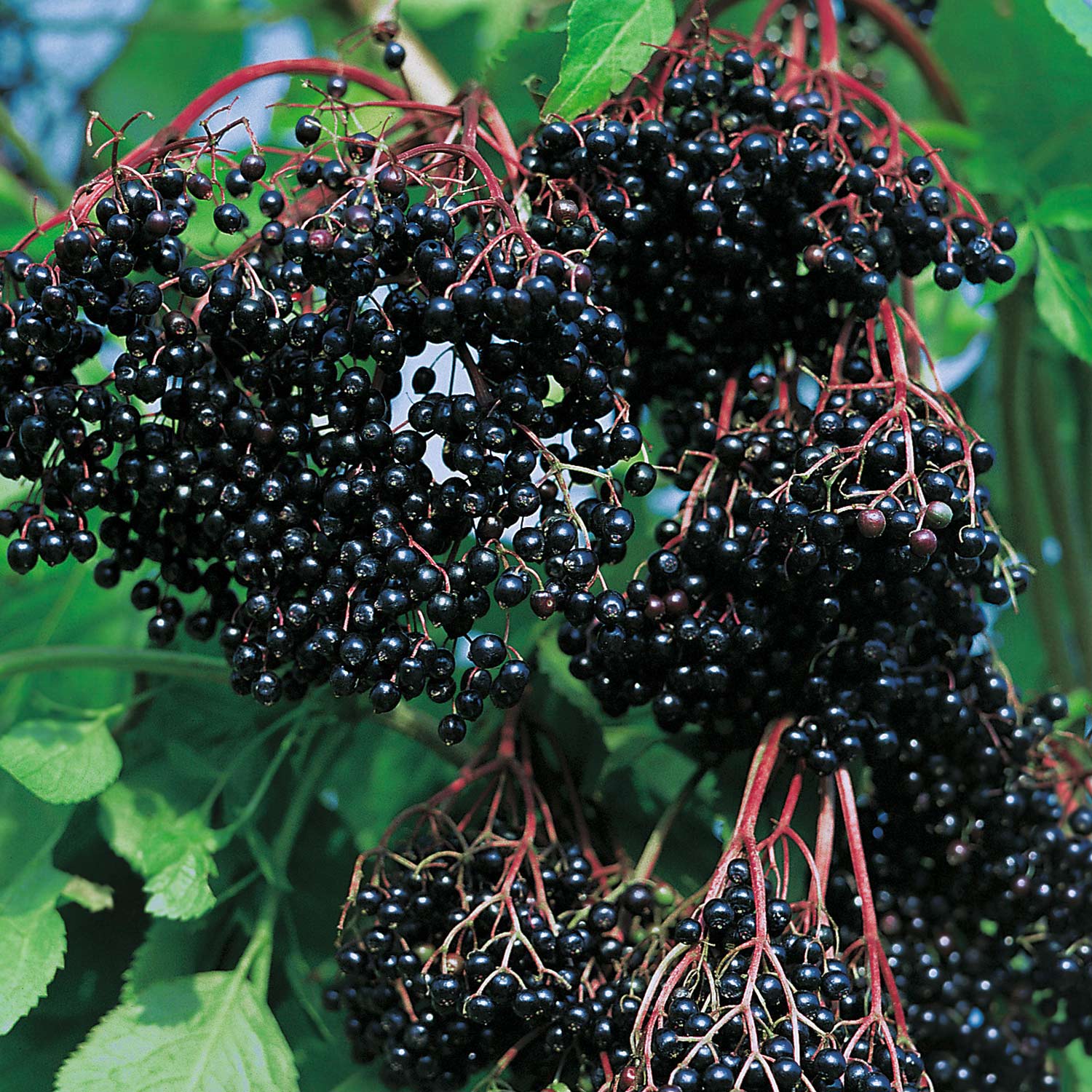 Fliederbeere 'Holderbusch' - Kleine Gartenforscher Liefergröße: ca. 60 - 80 cm