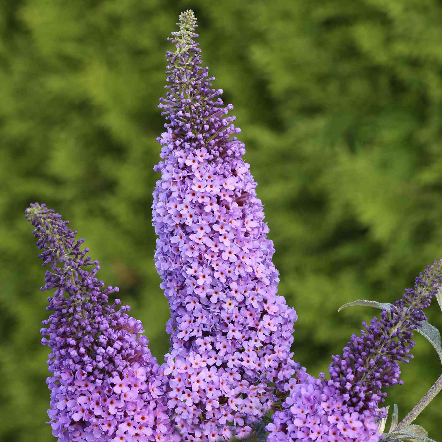 Zwerg-Schmetterlingsflieder 'BUZZ Sky Blue'