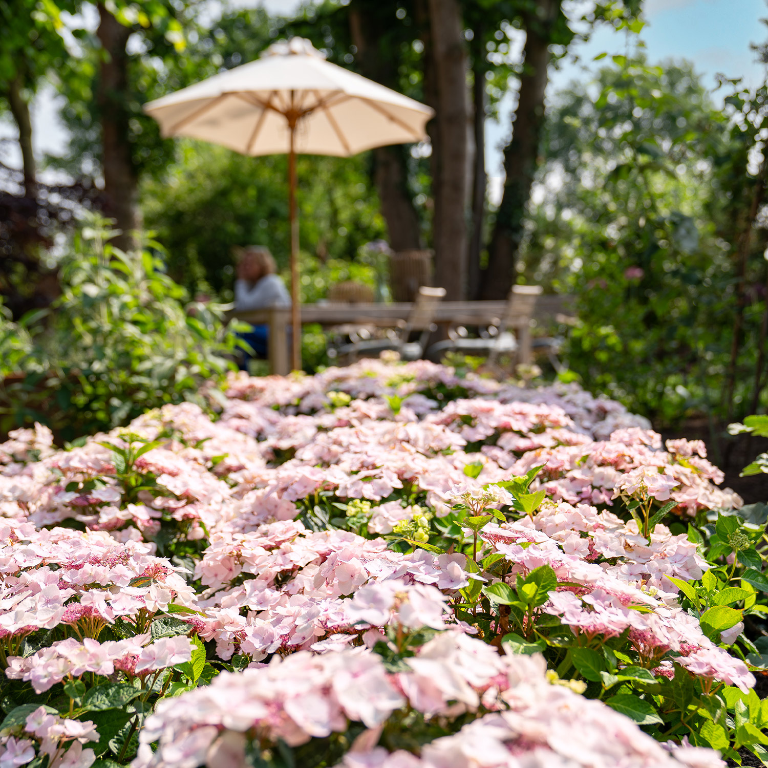Hortensie 'Bloombuster® Weiß'