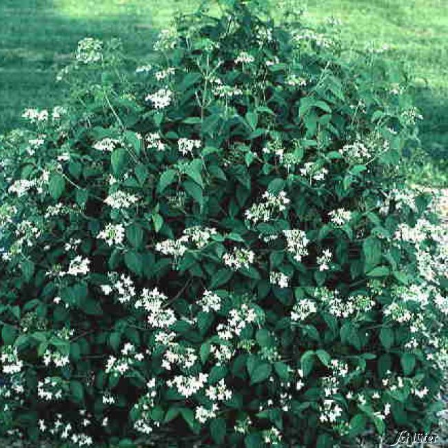 Japanischer Schneeball 'Summer Snowflake' C3 Liefergröße: 30-40 cm