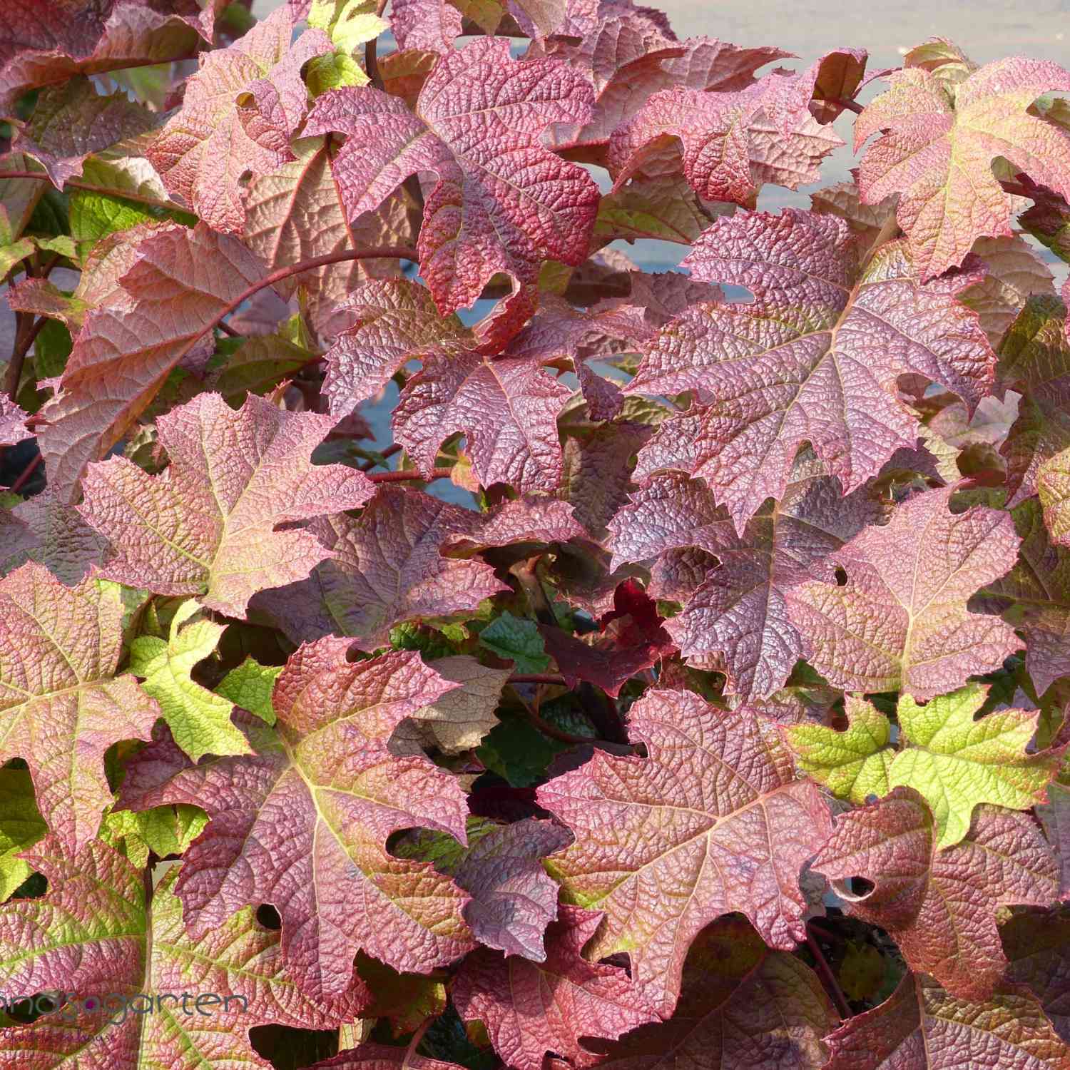 Eichenblättrige Hortensie 'Ruby Slippers'