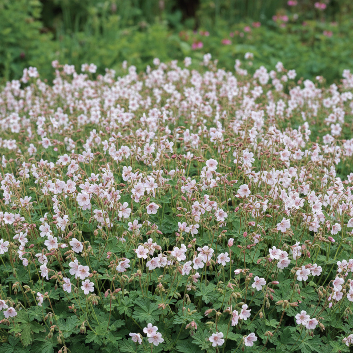 Kategorie <b>Produkt nicht gewünscht </b> - Cambridge Storchschnabel 'Harz' Lieferform: Im 9 cm Topf - Geranium cantabrigiense 'Harz'