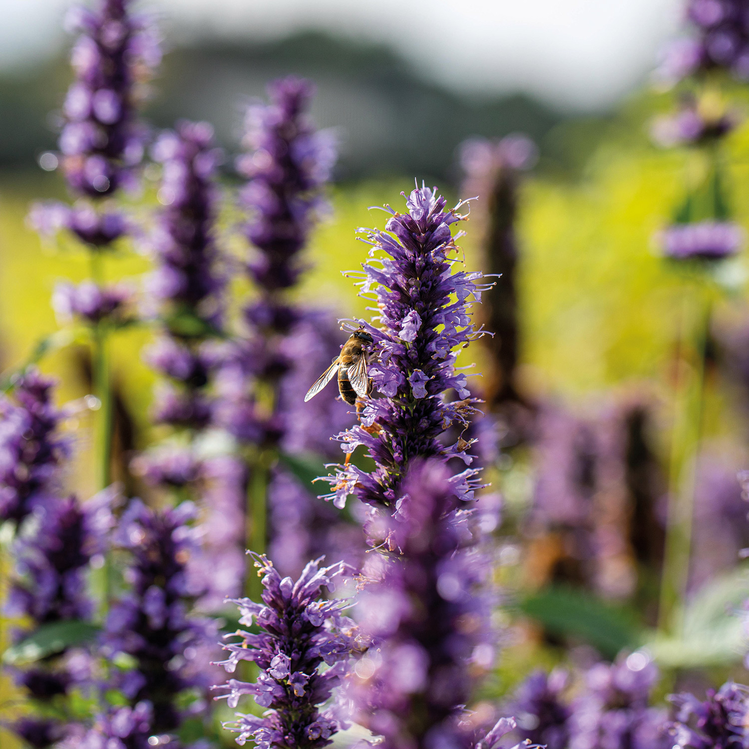 Kategorie <b>Stauden </b> - Asiatische Duftnessel 'Black Adder' Lieferform: Im 9 cm Topf - Agastache rugosa 'Black Adder'