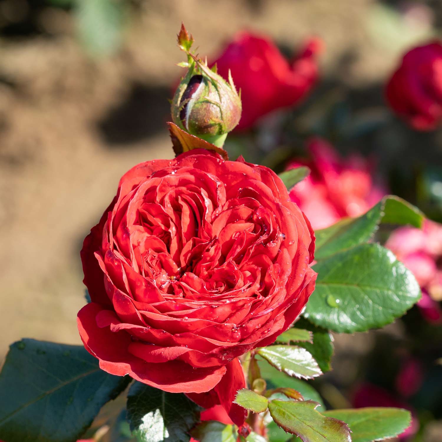 Beetrose 'Matchis®' Beetrose 'Matchis®'