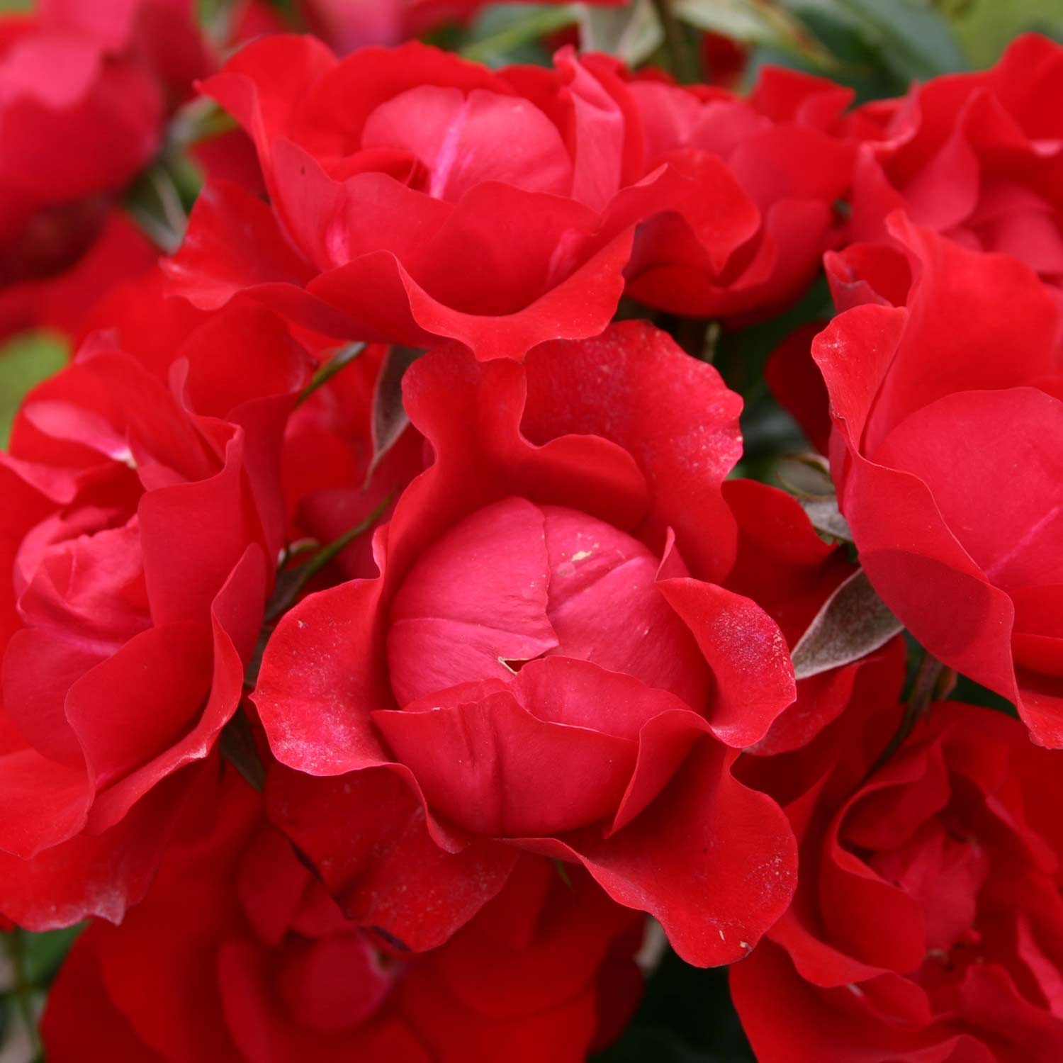 Beetrose 'Black Forest Rose®', 5 Liter, 3 starke Triebe, A-Qualität Lieferform: Im 5 Liter Topf