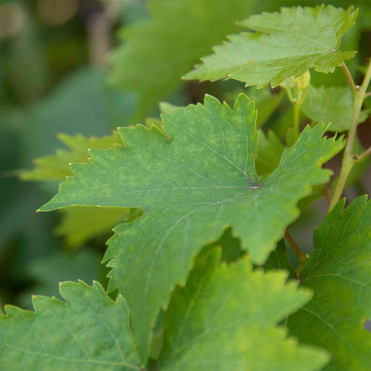 Weintraube 'Datteltraube'