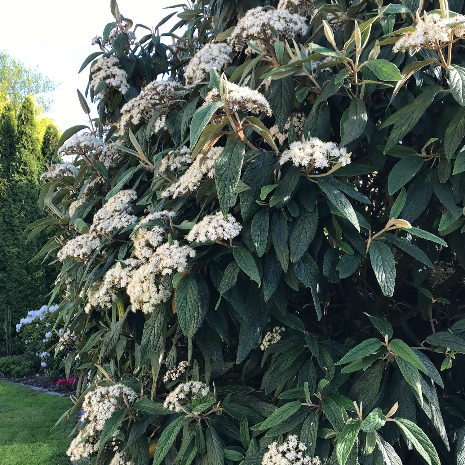 Runzelblättriger Schneeball rhytidophyllum
