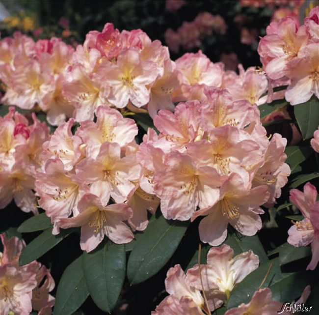 Kategorie <b>Blütensträucher und Ziergehölze </b> - Rhododendron 'Percy Wiseman'* 25-30 Liefergröße: 25-30 cm - Rhododendron yak. 'Percy Wiseman'