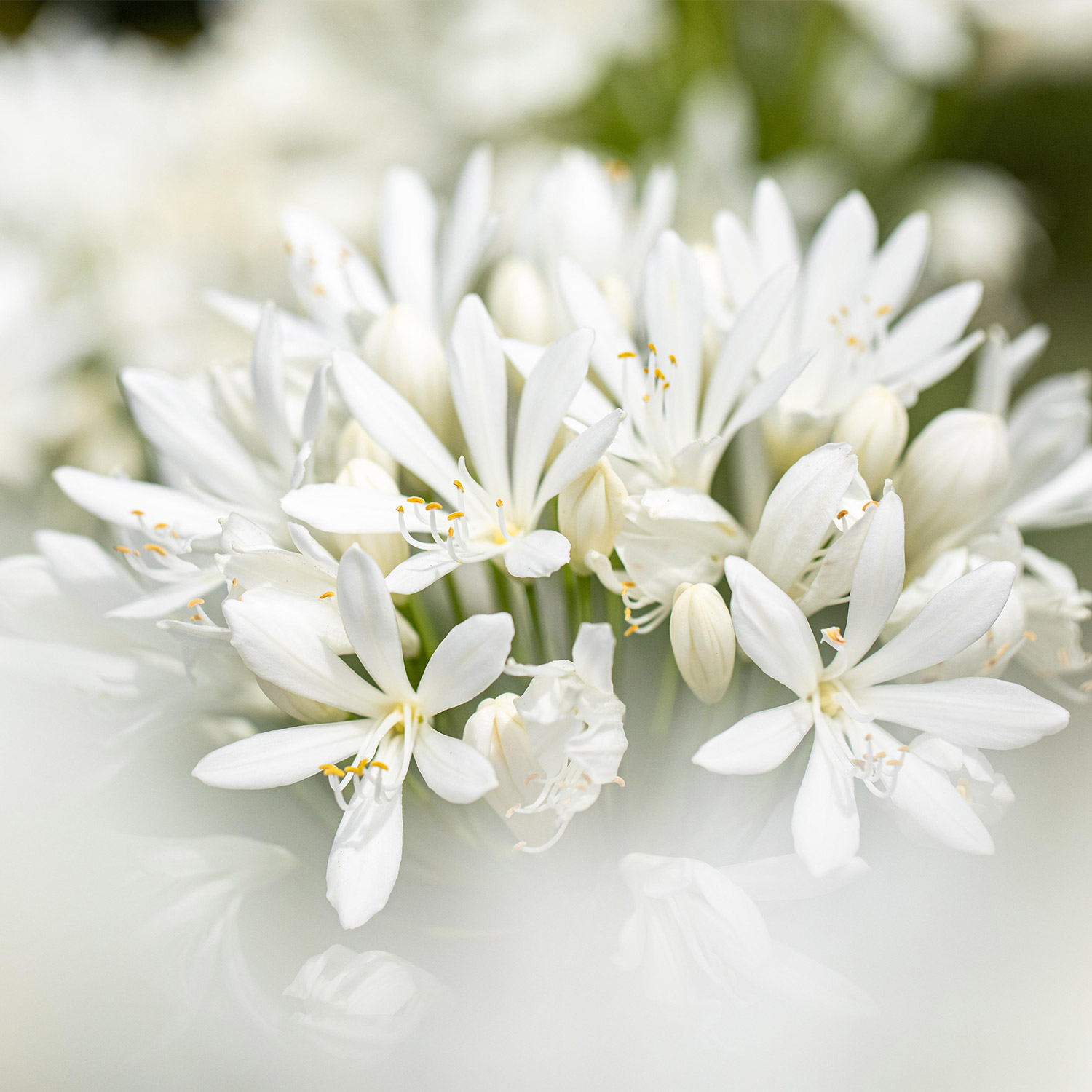 Afrikanische Schmucklilie - weiss Lieferform: Im Topf