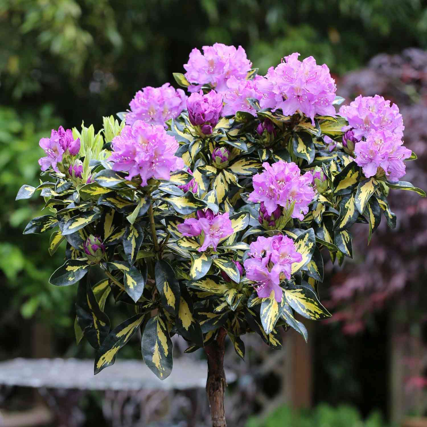 Rhododendron 'Blattgold'