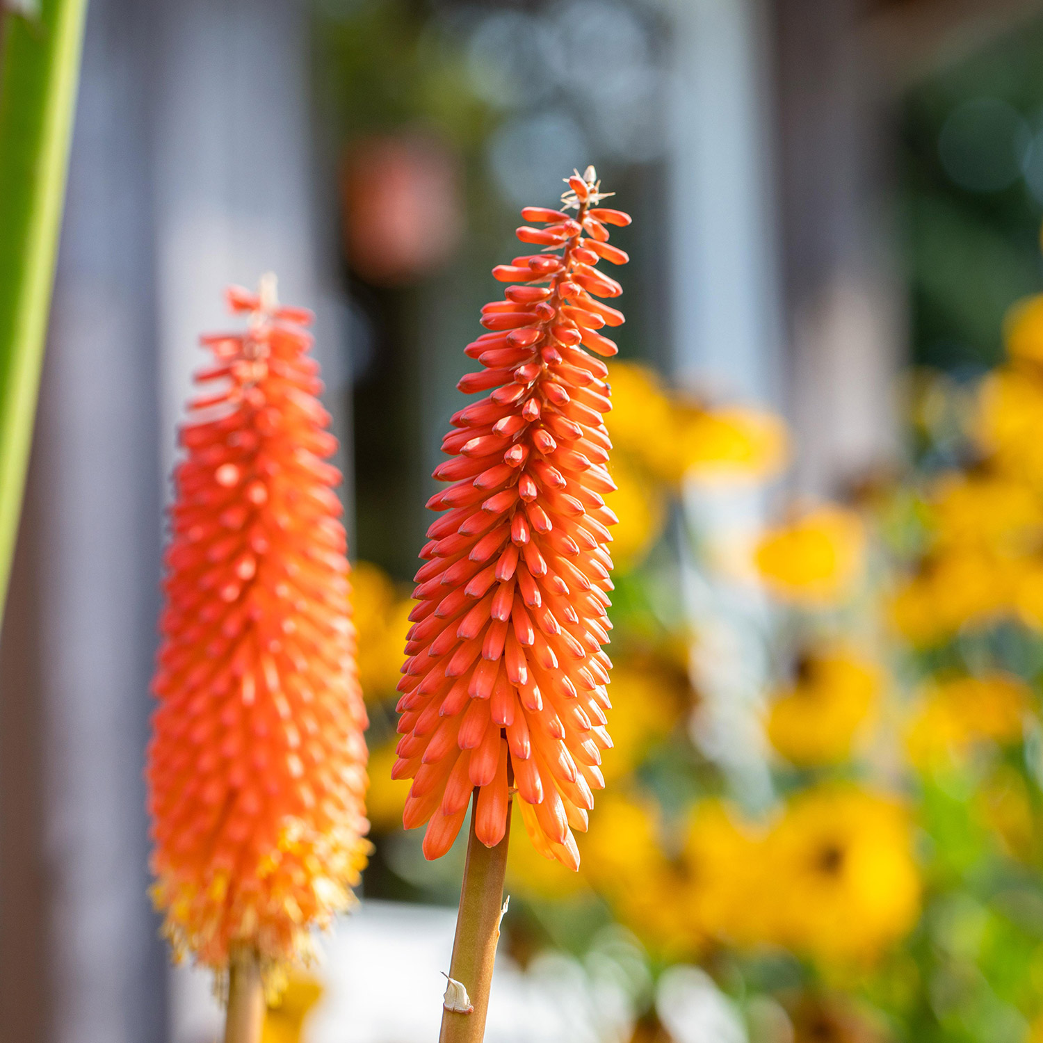 Kategorie <b>Stauden </b> - Fackellilie 'Bavaria Royal' Lieferform: Im 9 cm Topf - Kniphofia uvaria Grandiflora