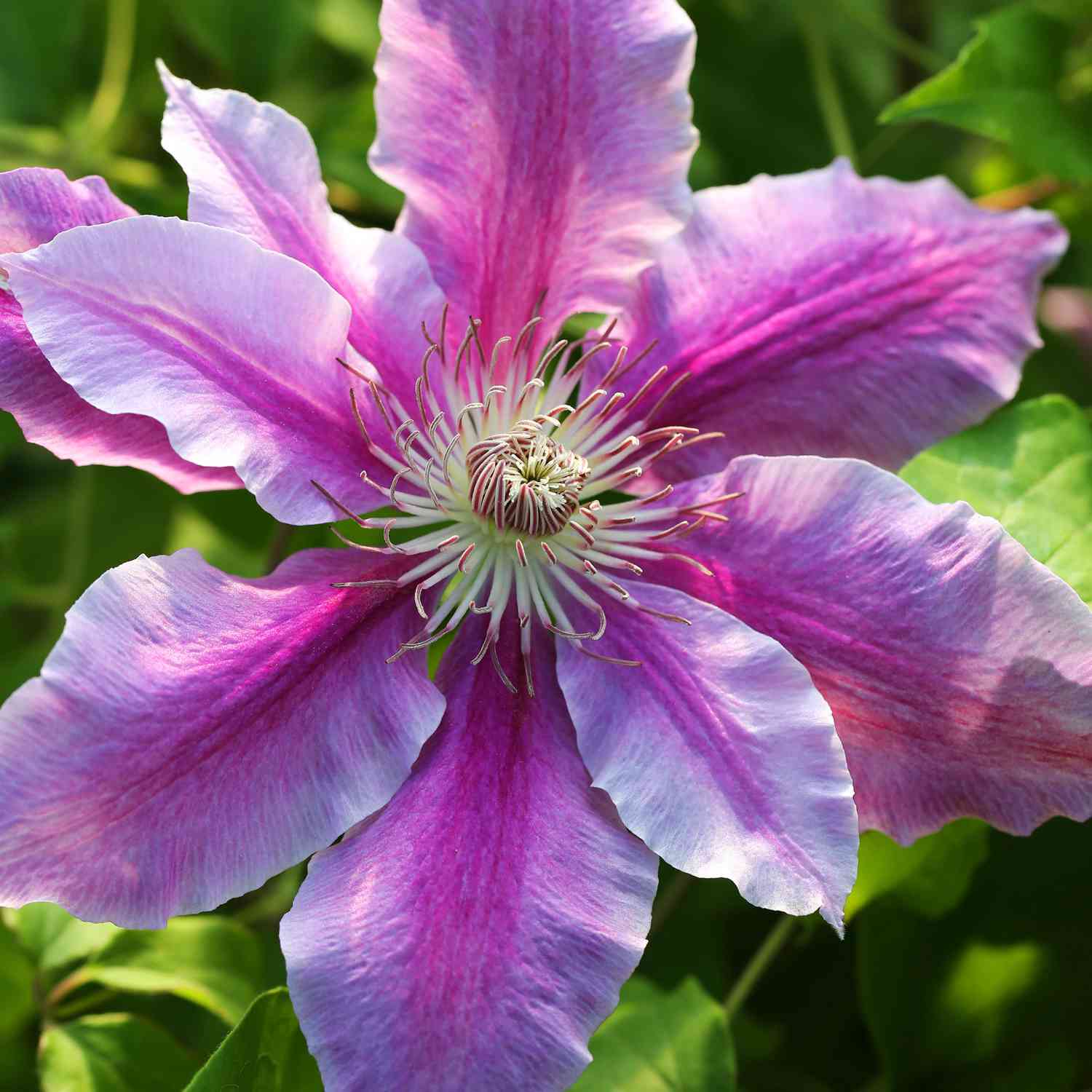 Clematis 'Nelly Moser'