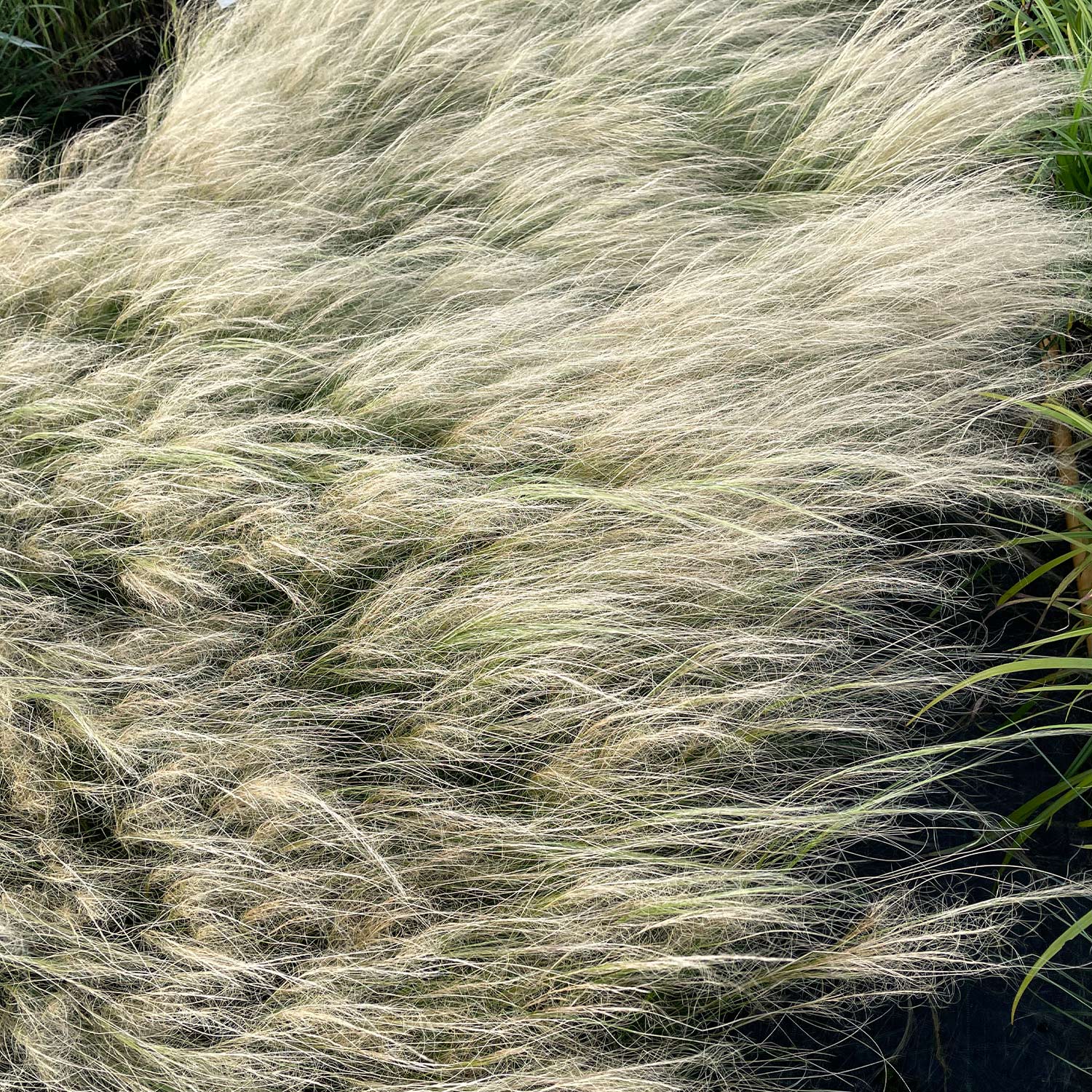 Dünnblättriges Federgras Lieferform: Im 9 cm Topf