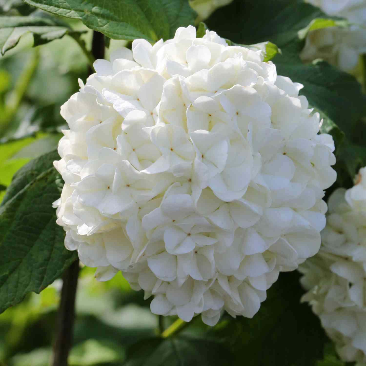 Gefüllter Schneeball 'Roseum' Gefüllter Schneeball 'Roseum'