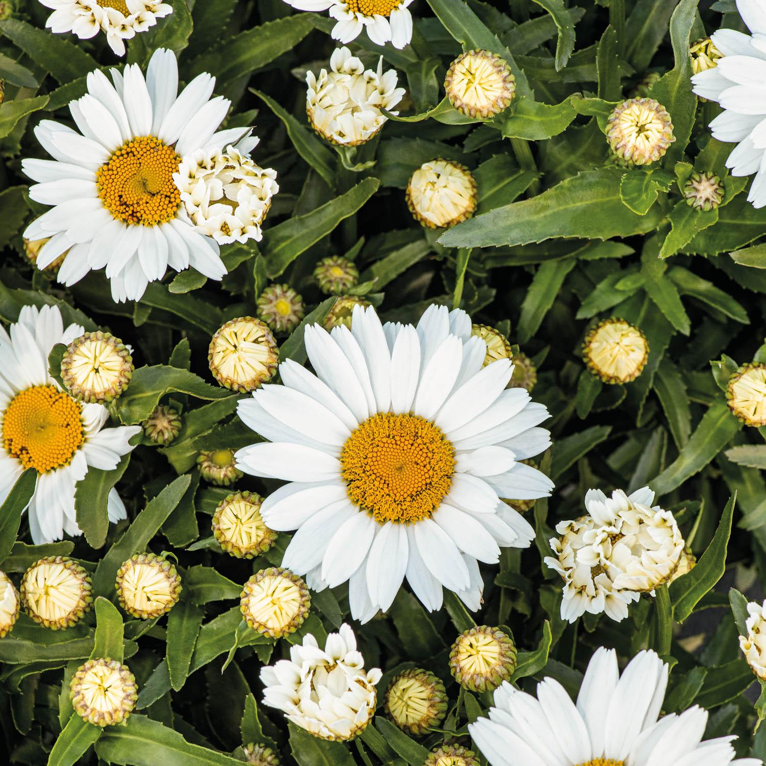 Kategorie <b>Stauden </b> - Niedrige Margerite 'Western Star' Lieferform: Im 9 cm Topf - Leucanthem max. 'Western Star'