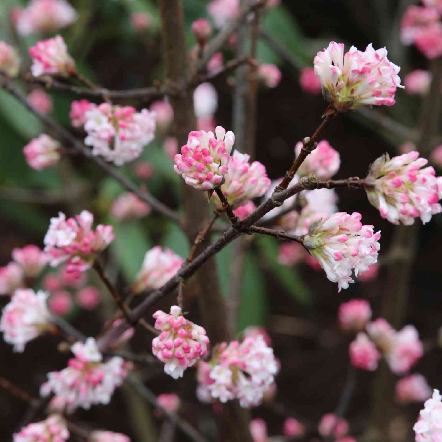 Winterschneeball 'Charles Lamont' Winterschneeball 'Charles Lamont'