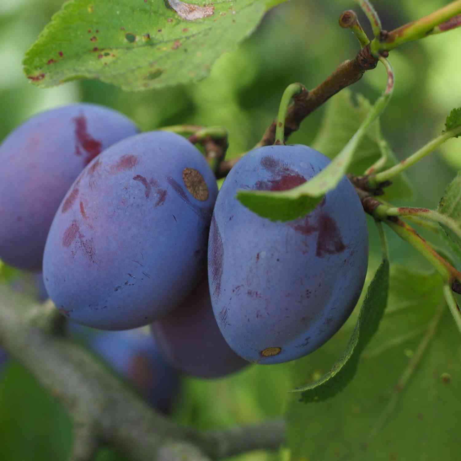 Pflaume 'Hanna®'