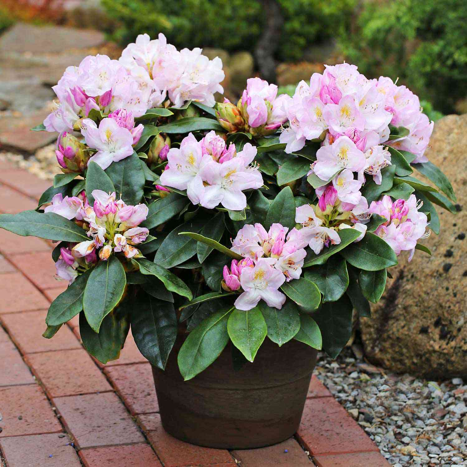 Rhododendron 'Gomer Waterer'