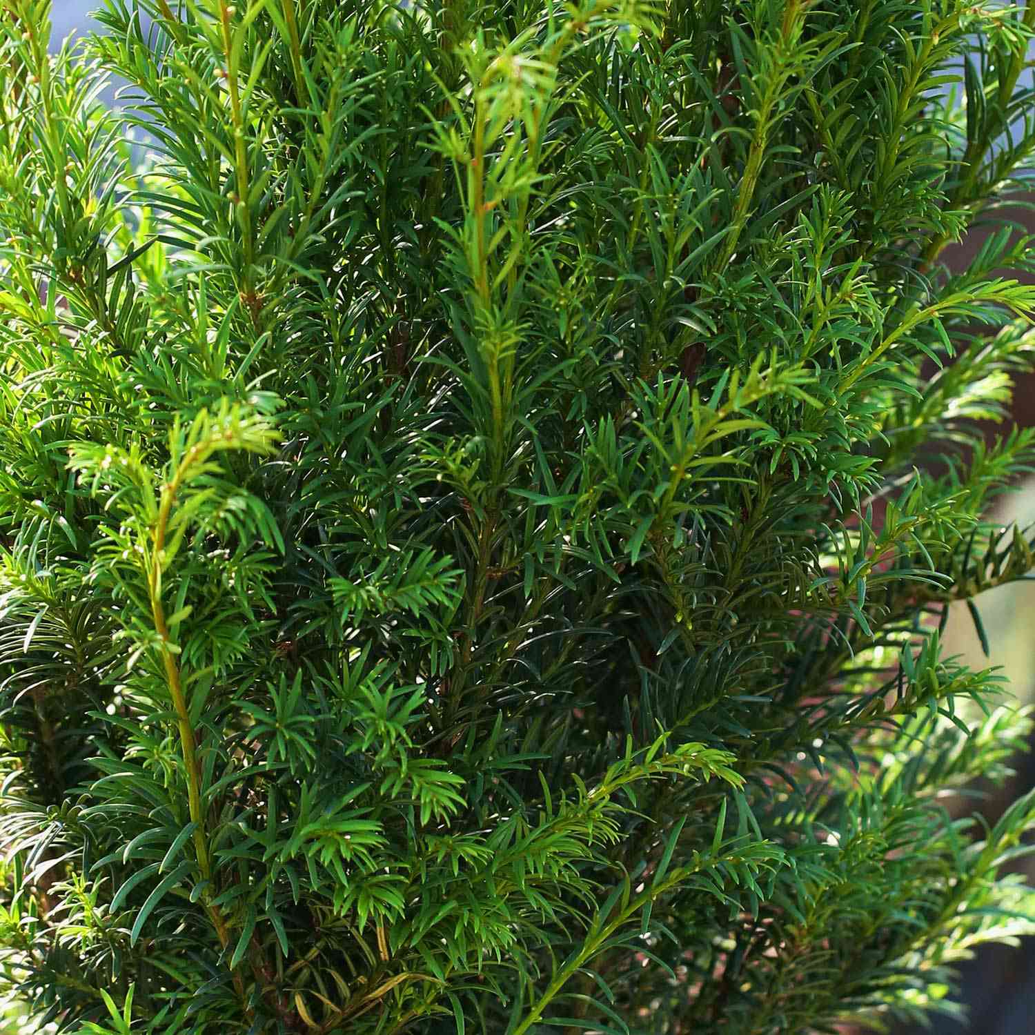 Eibe 'Groenland'