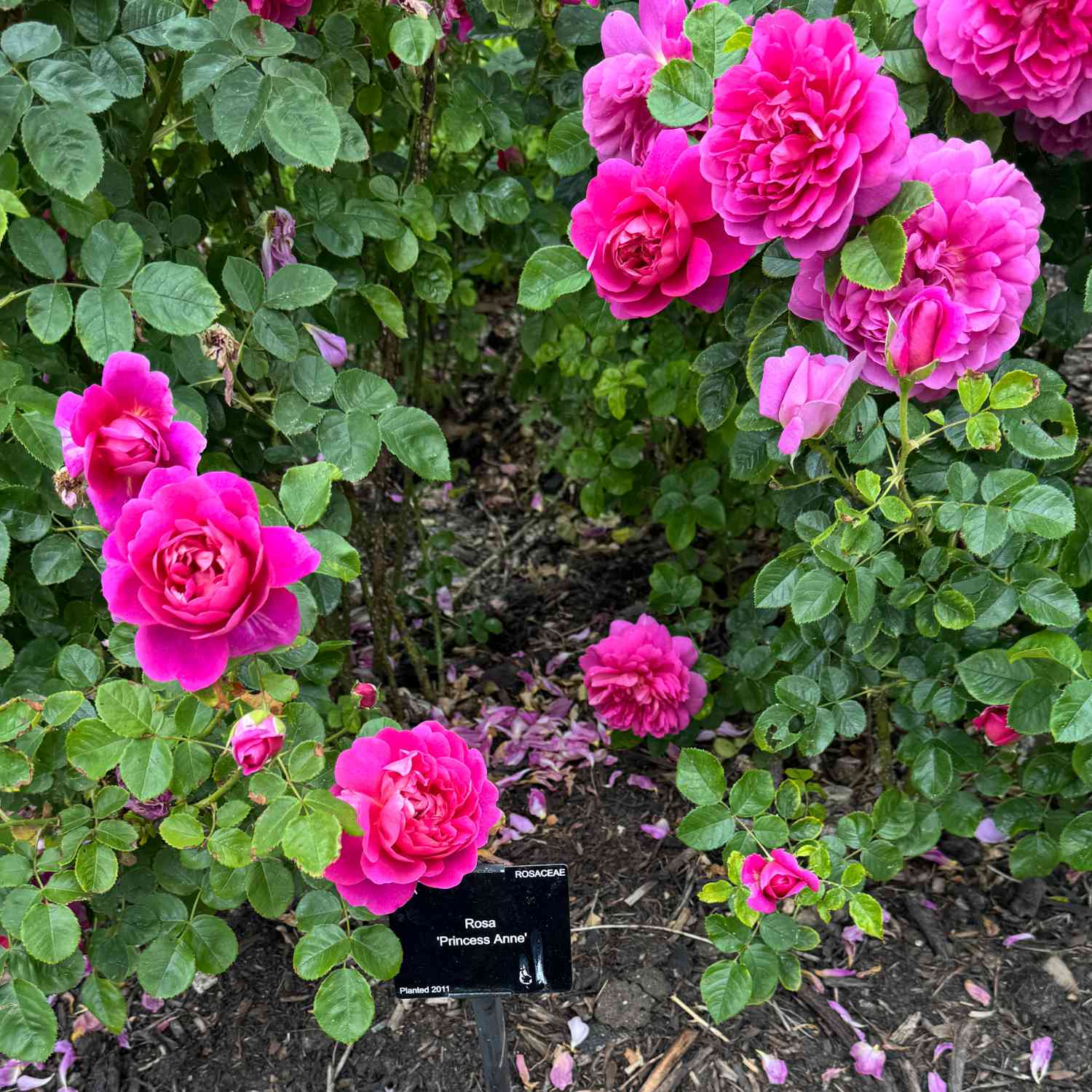 David Austin Rose 'Princess Anne®' - AGM-Rose