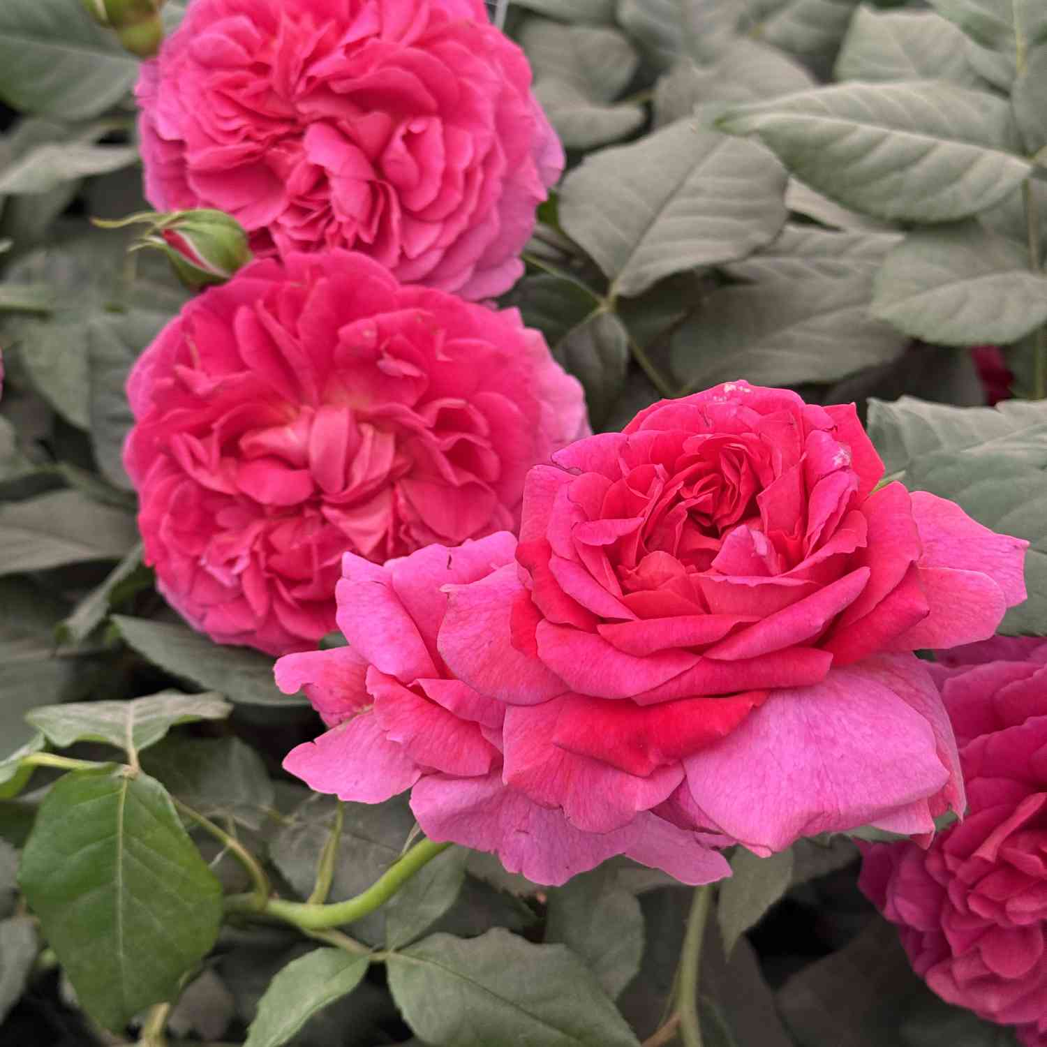 David Austin-Rose 'Gabriel Oak®' David Austin-Rose 'Gabriel Oak®'