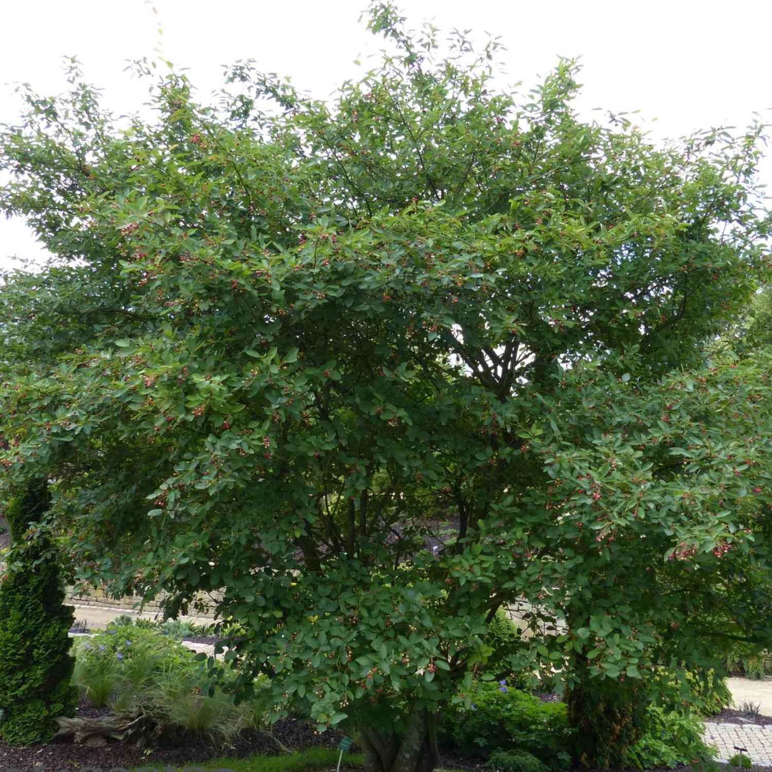 Kupfer-Felsenbirne Kupfer-Felsenbirne